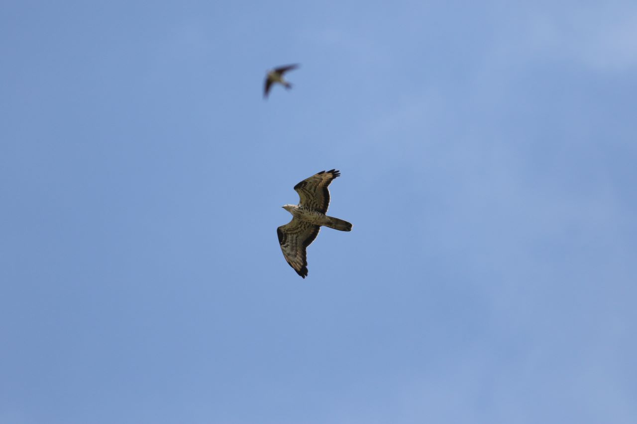 Hvepsevage Honey Buzzard 22 06 2023