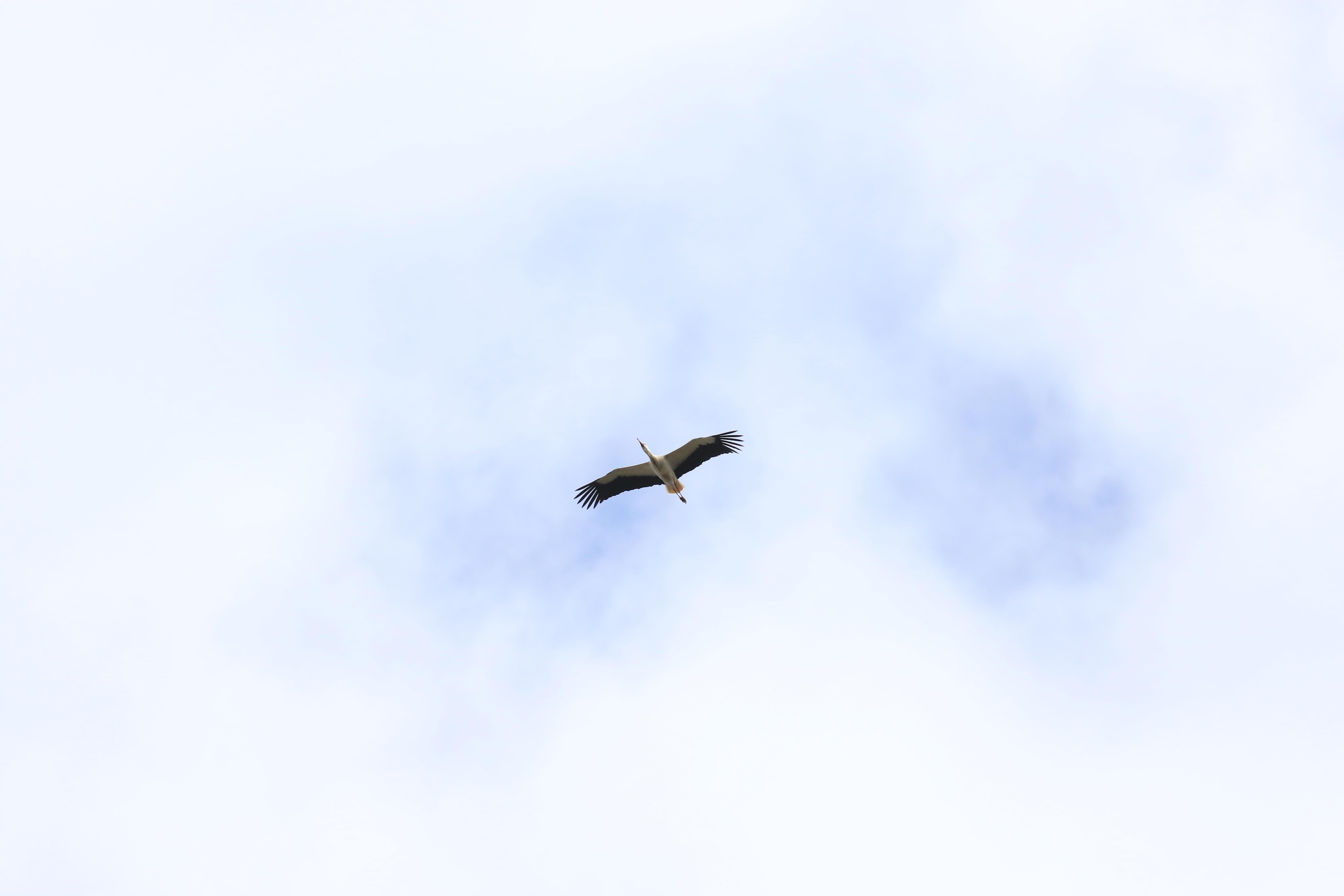 Hvid Stork 001L8621
