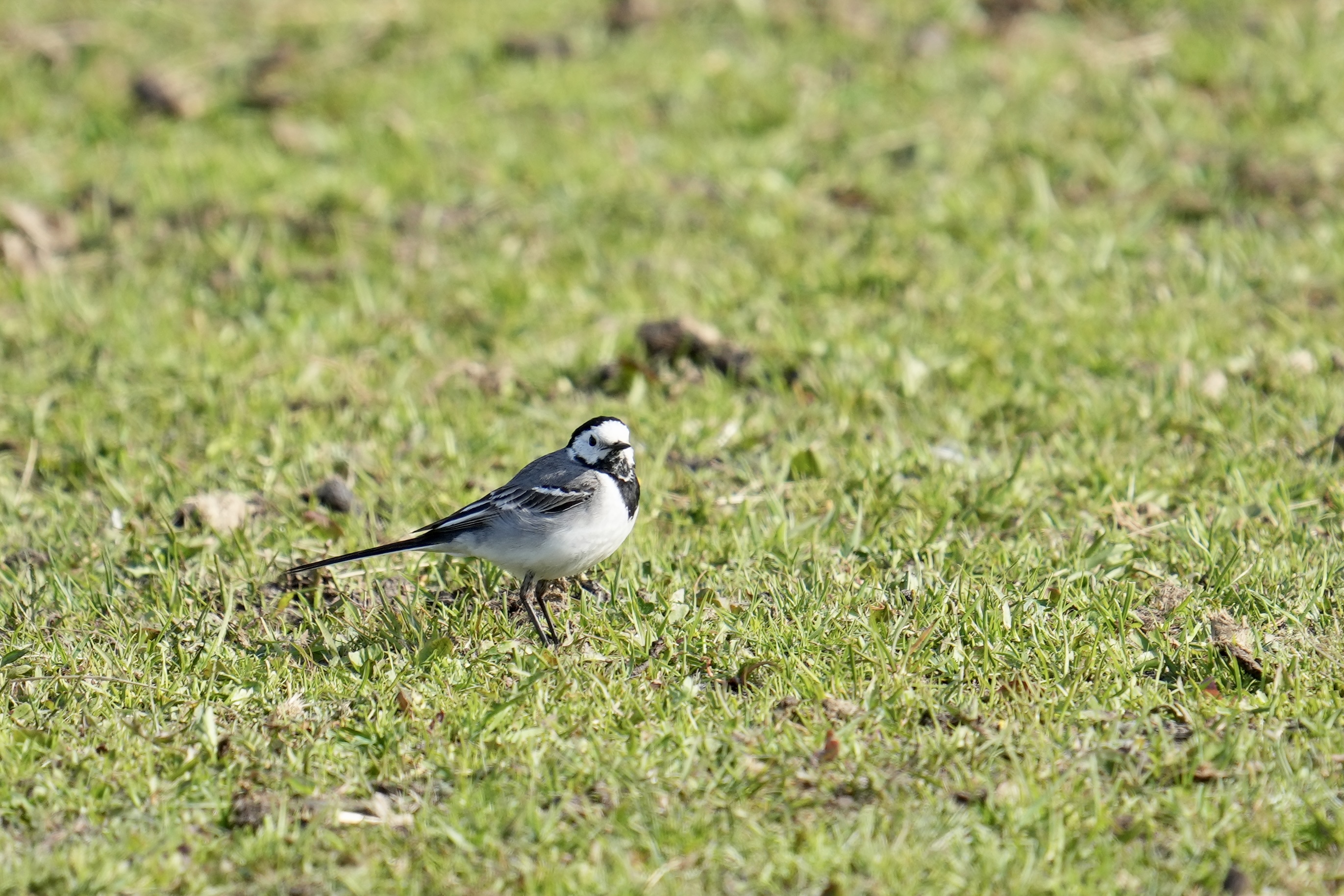 Hvid_Vipstjert_White_Wagtail_27_05_2023_Soren_Leth-Nissen.jpeg