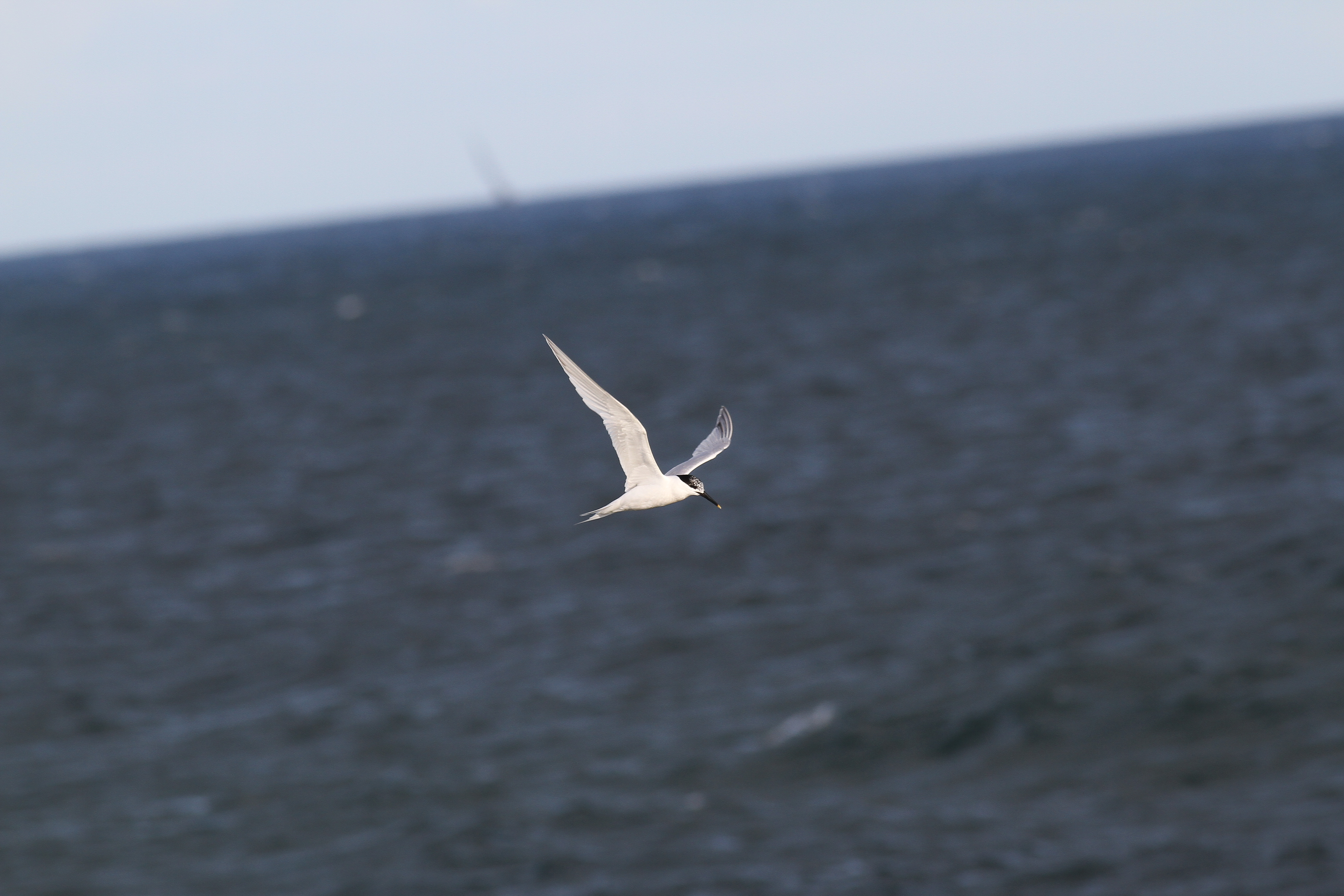 IMG_17881.JPG