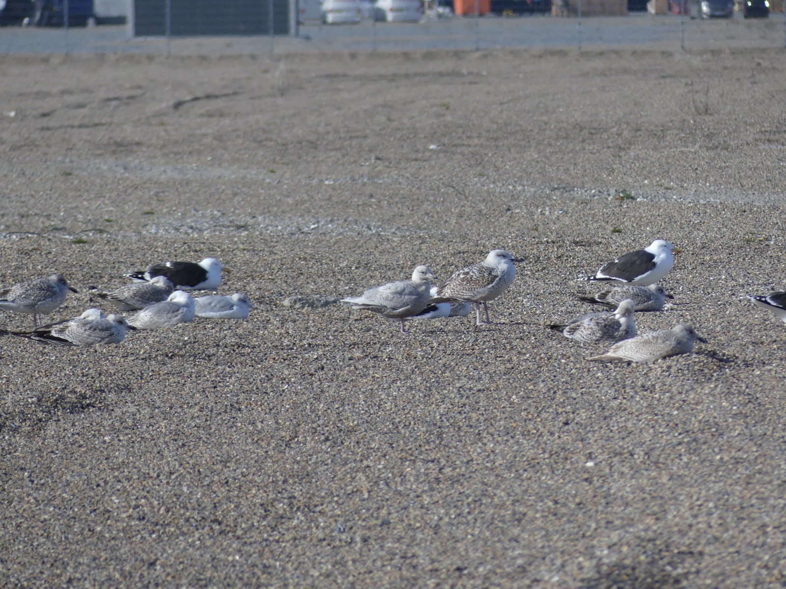 Iceland_Gull_1104.jpg