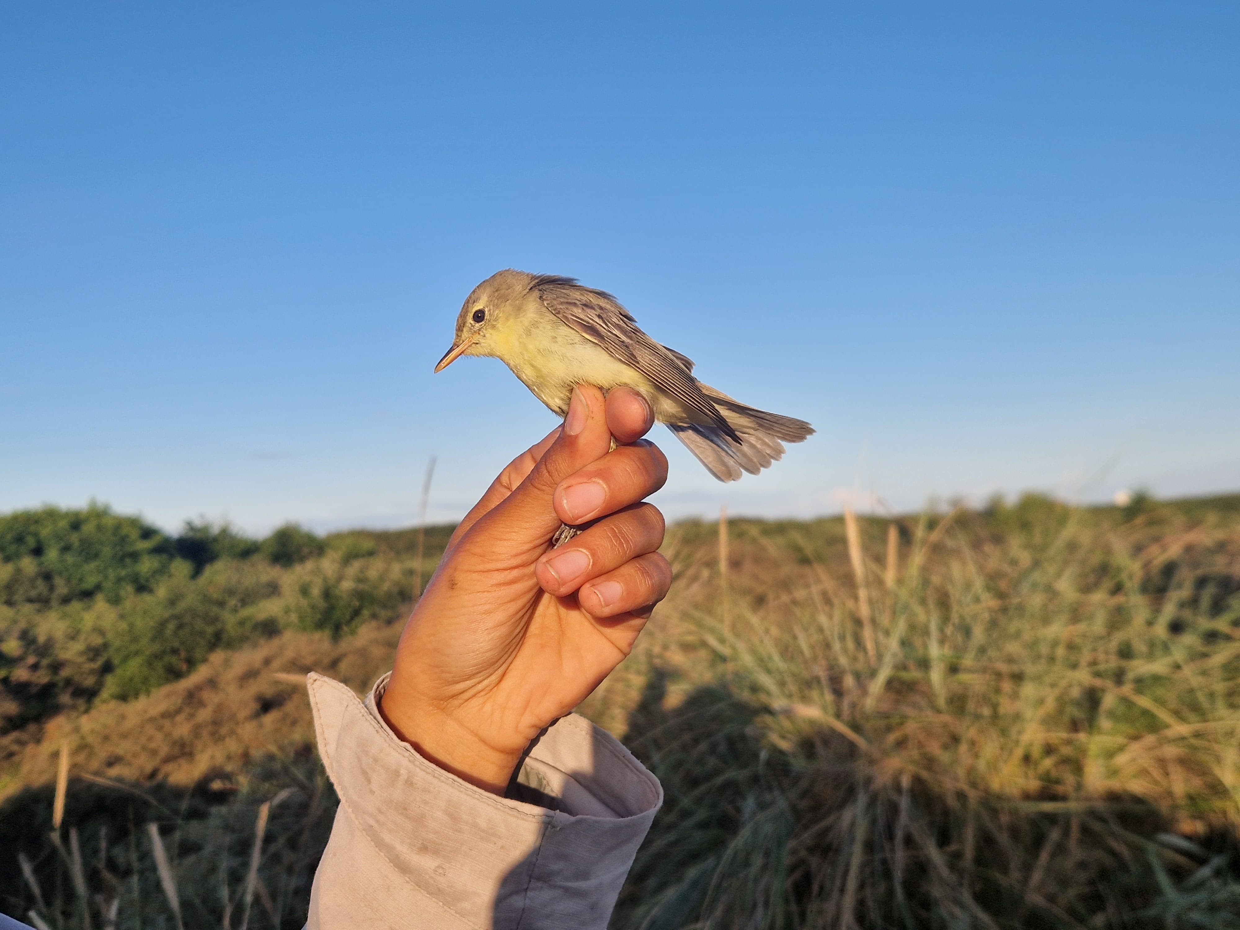 Icterine_Warbler_1K_31_07.jpg