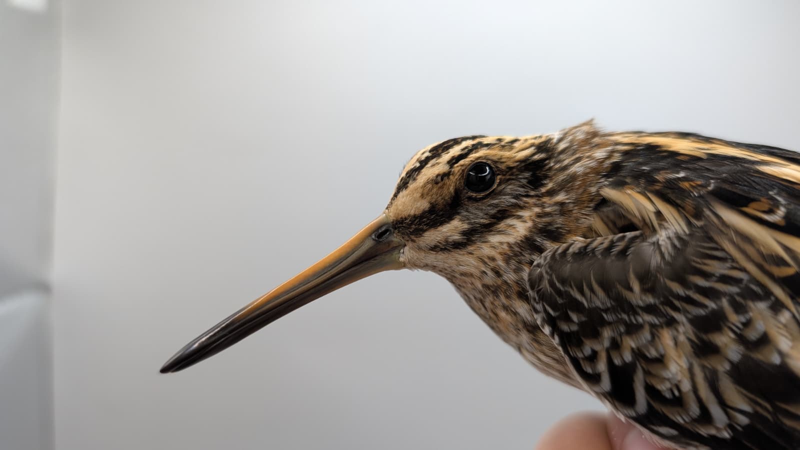 Jacksnipe 04 11 25