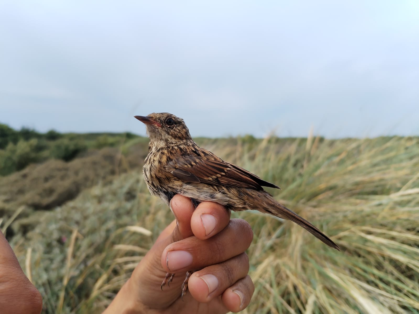 Juvenile_Dunnock.jpg
