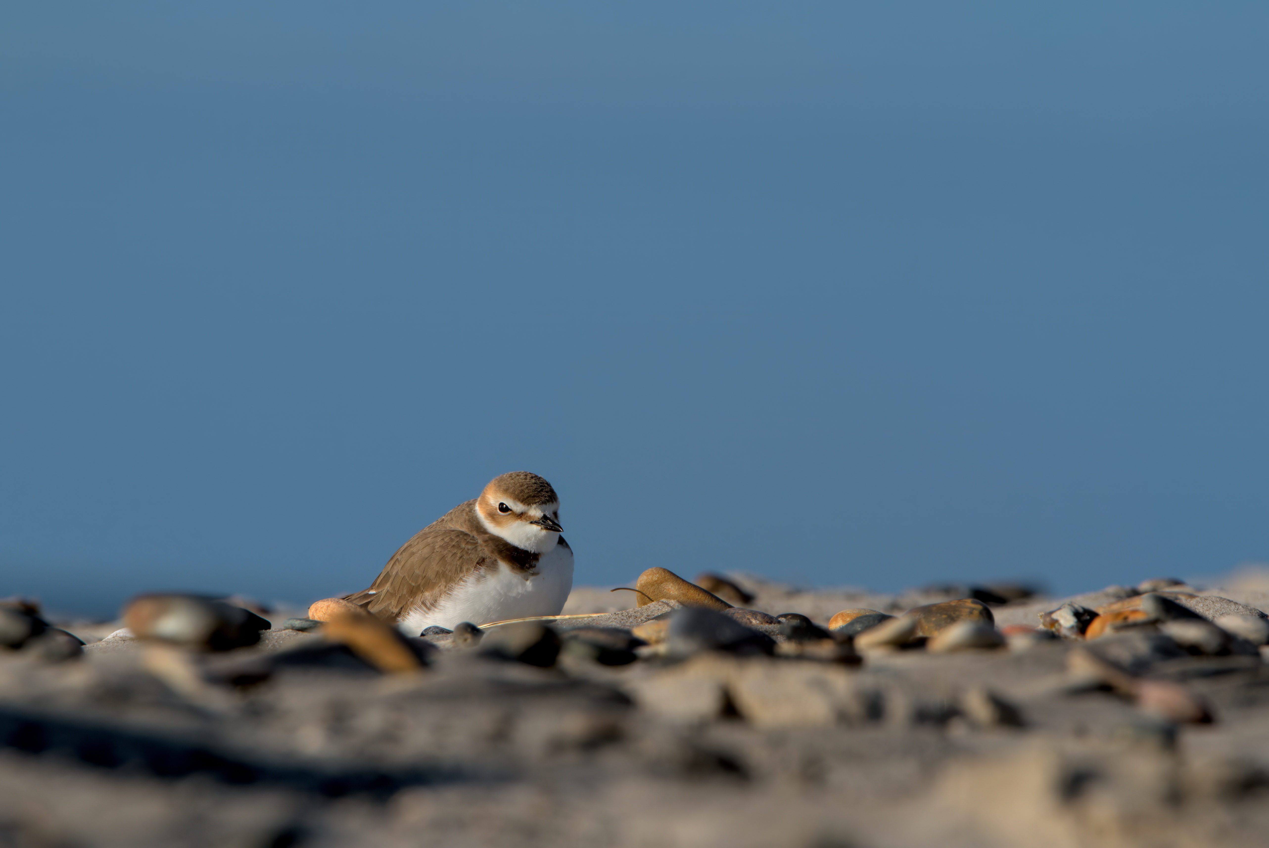 Kentish Plover Hvidbrystet Praestekrave 15 04 2024 Oliver Nielsen