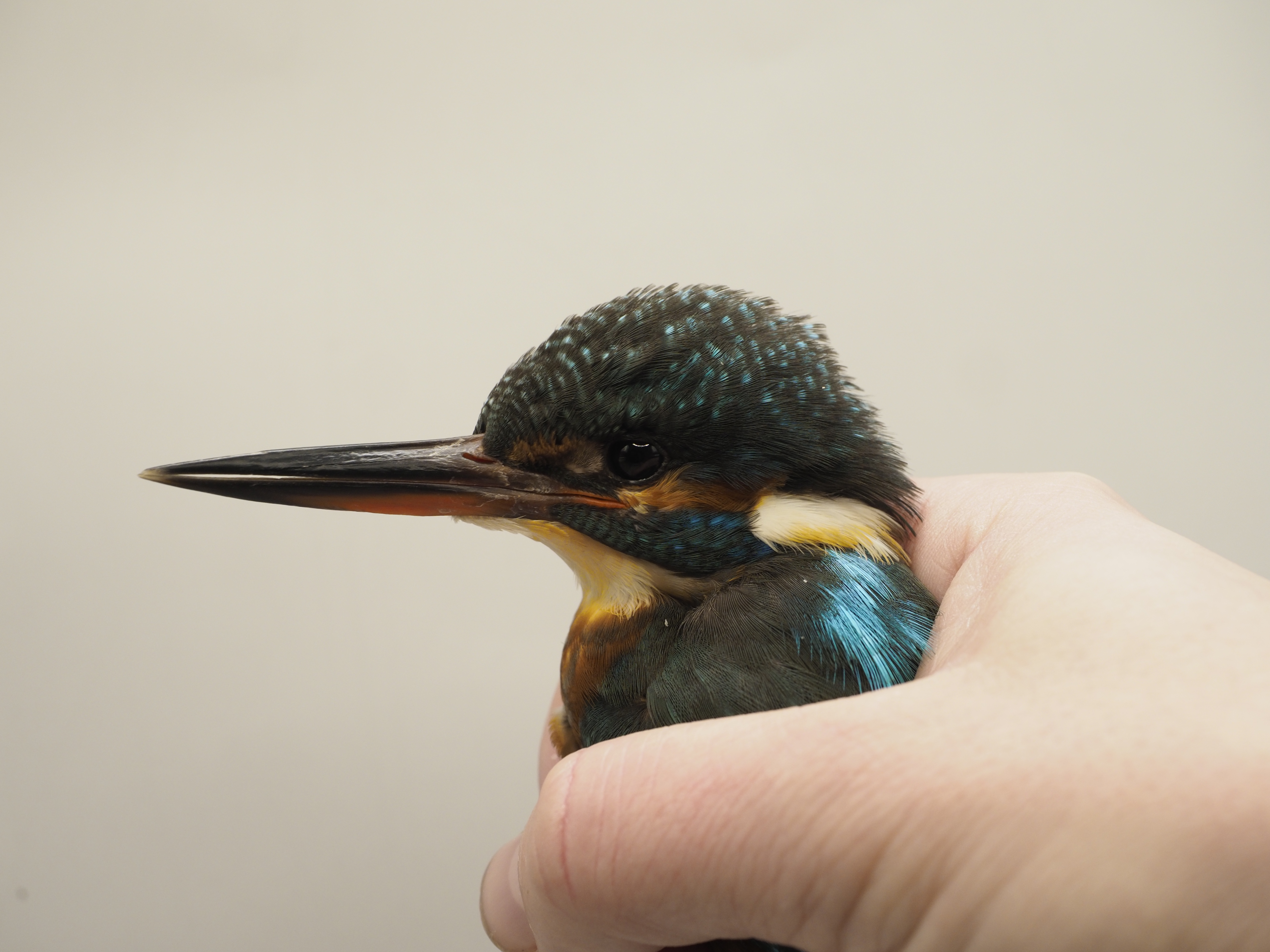 Kingfisher1