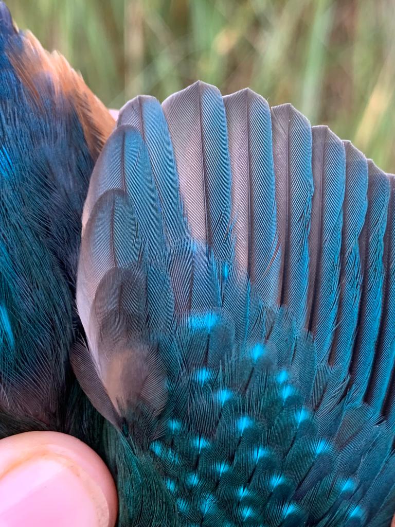 Kingfisher wing