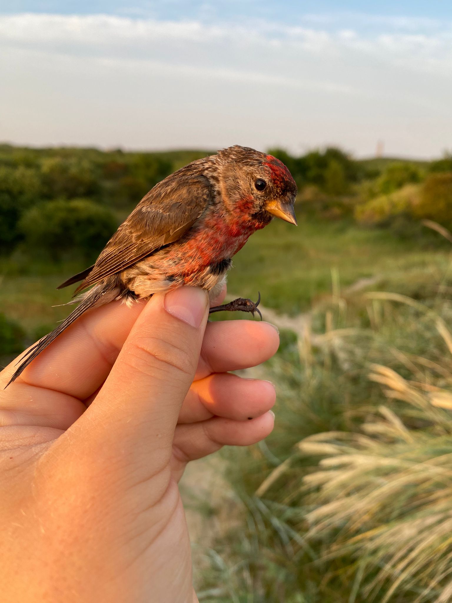 Lesser_Redpoll_21_July.jpg
