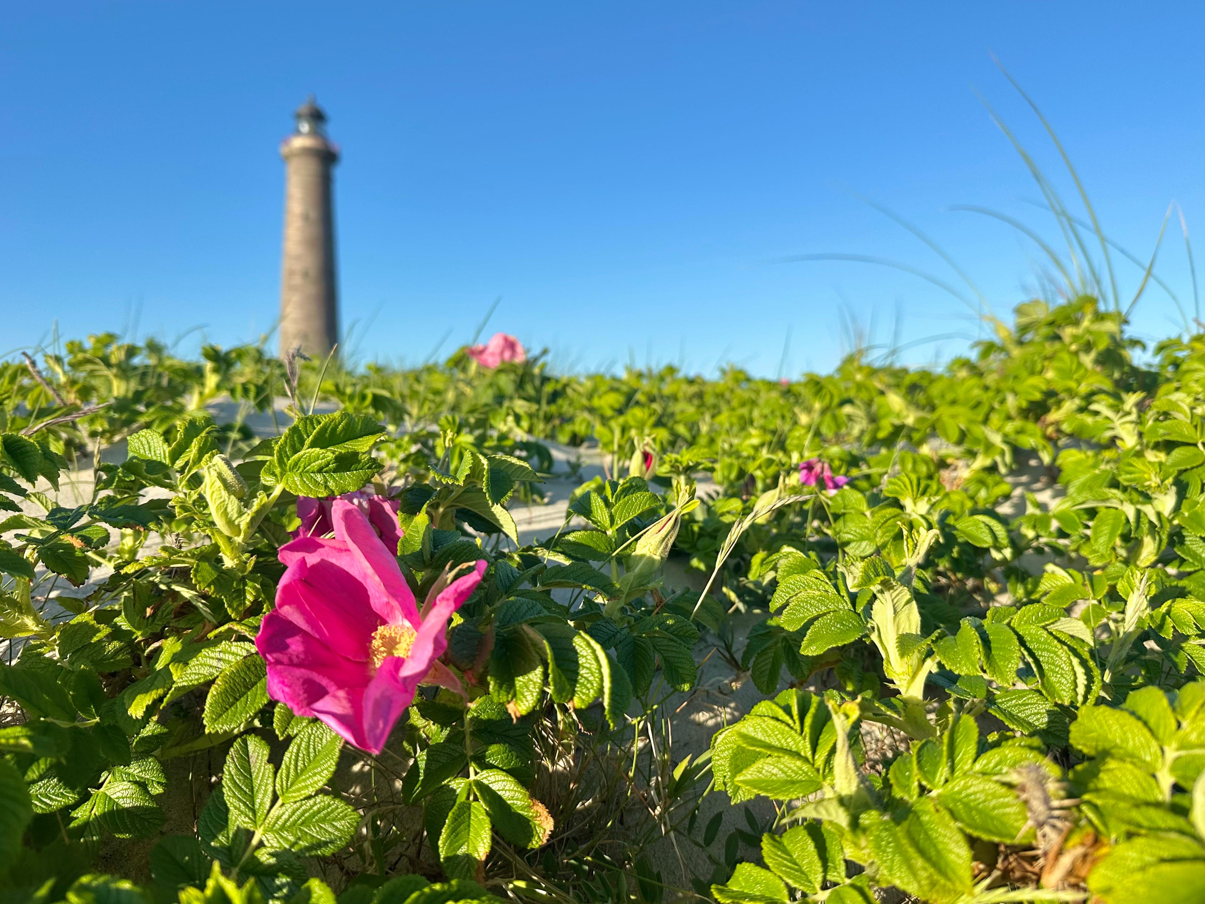 Lighthouse and flower