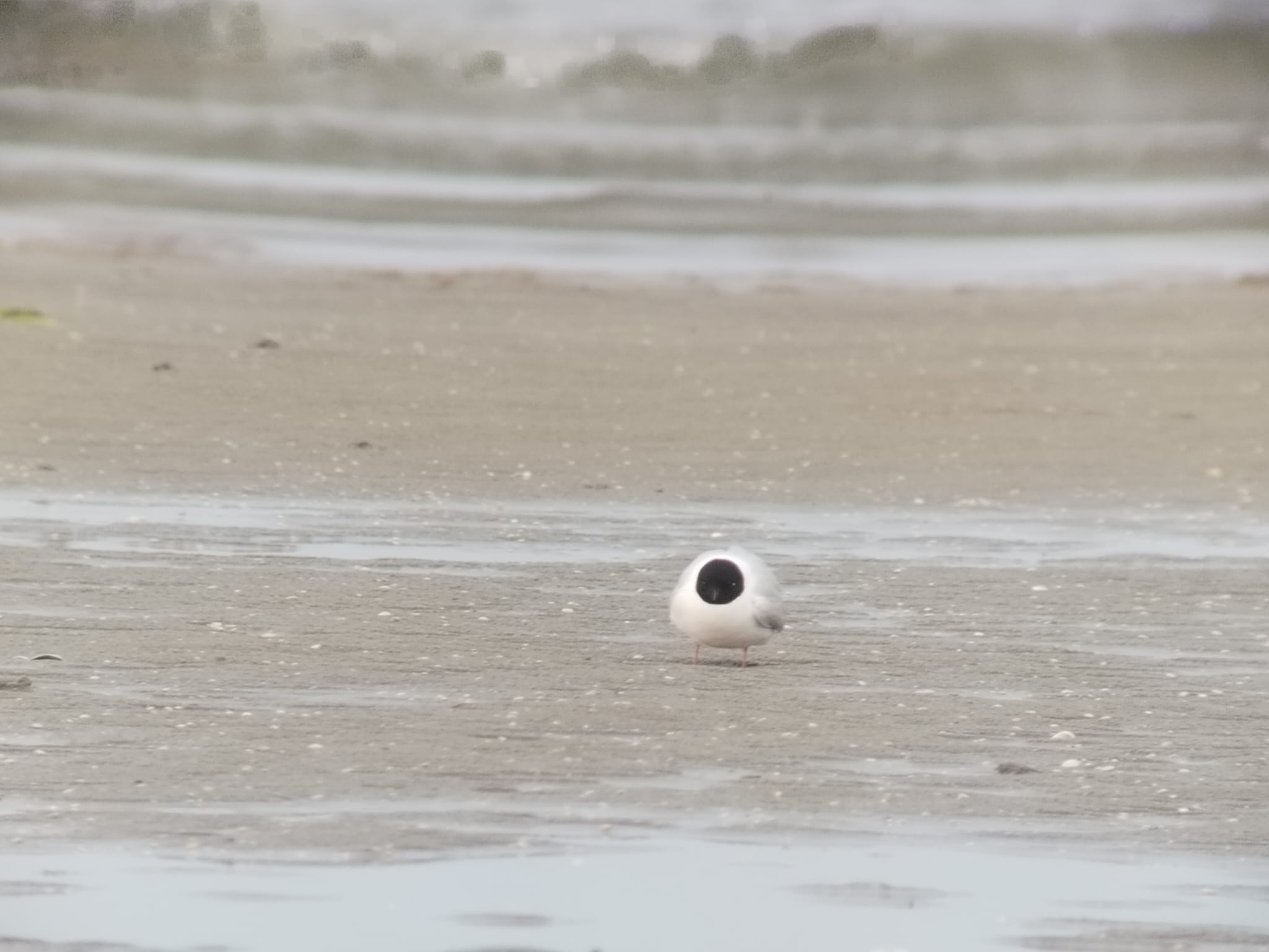 Little_Gull_Jerup.jpeg