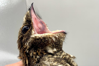 Little nightjar