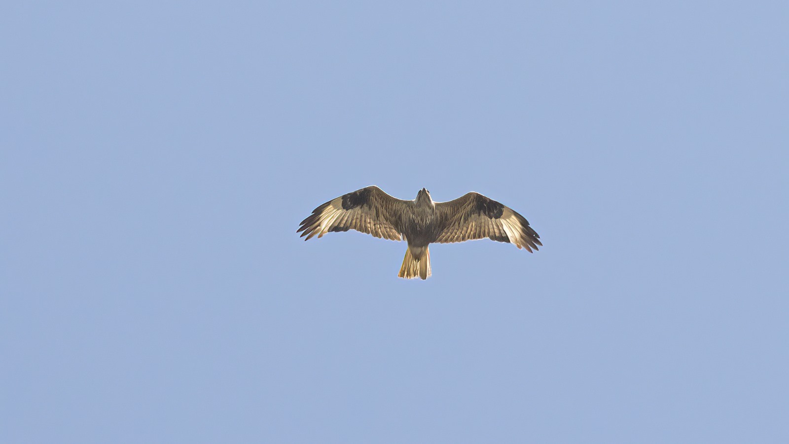 Long legged Buzzard