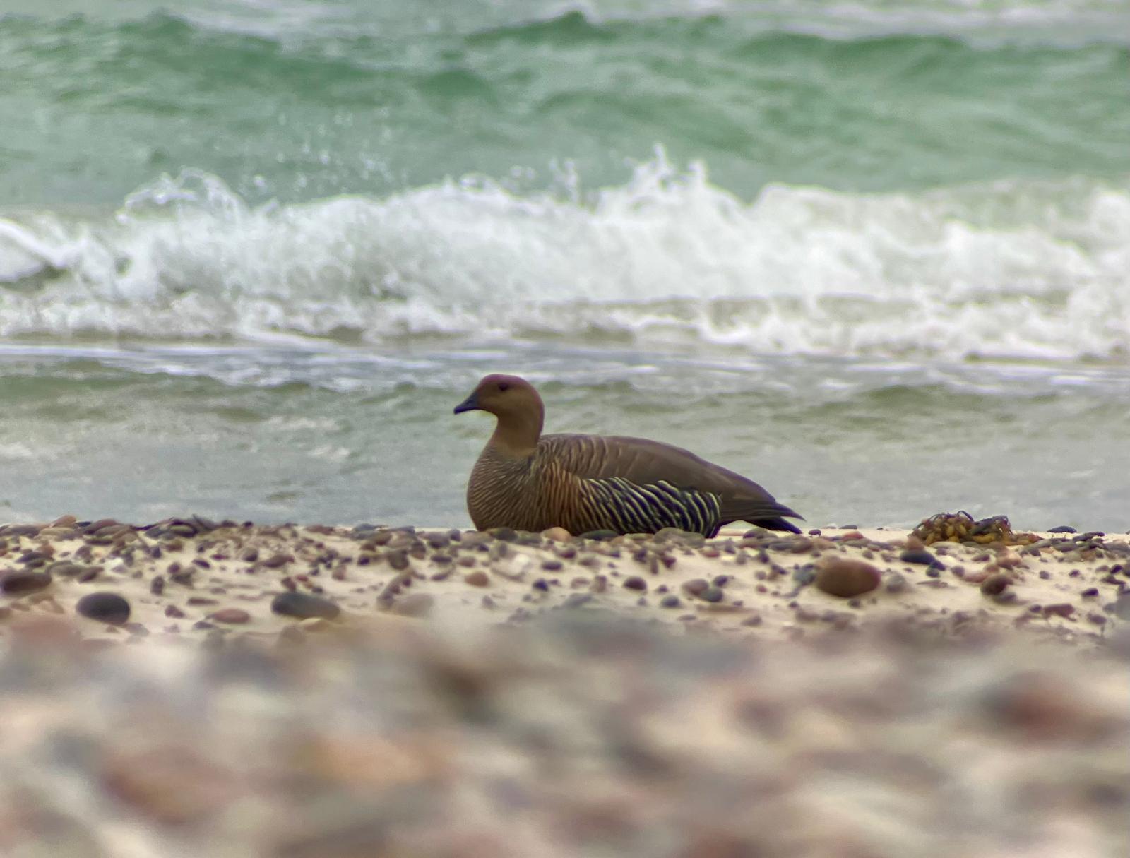 Magellan goose