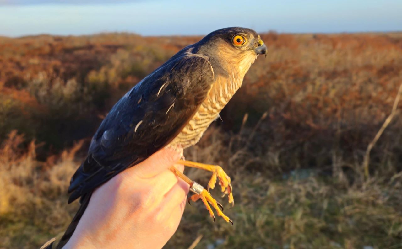 MaleSparrowhawkRinged