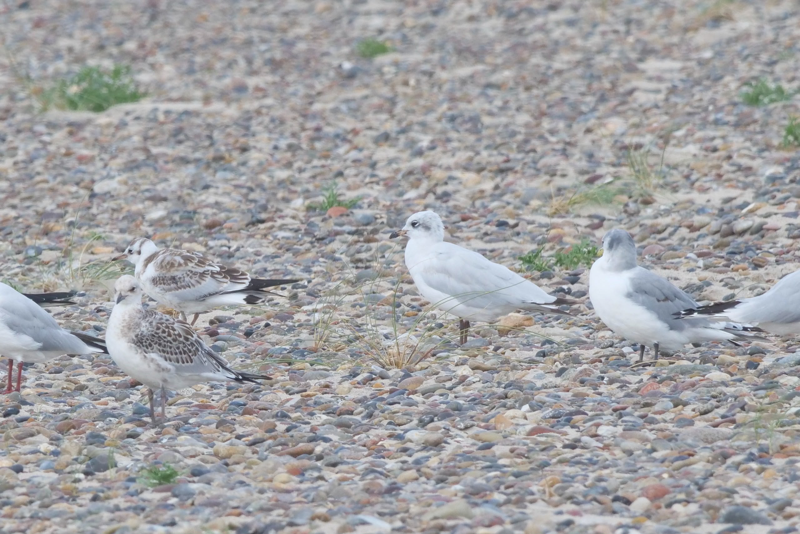 Med-Gulls-20260729.jpg