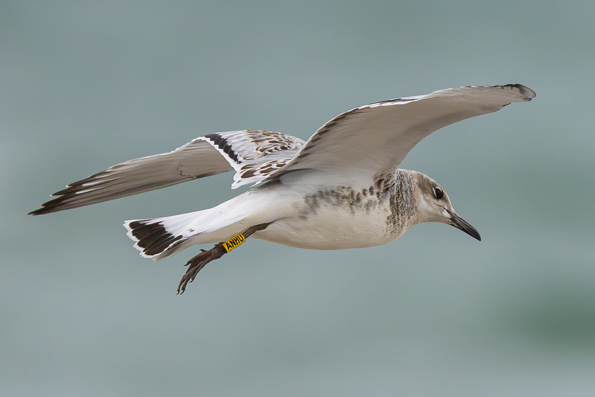 Med_gull_erik_photo.jpg