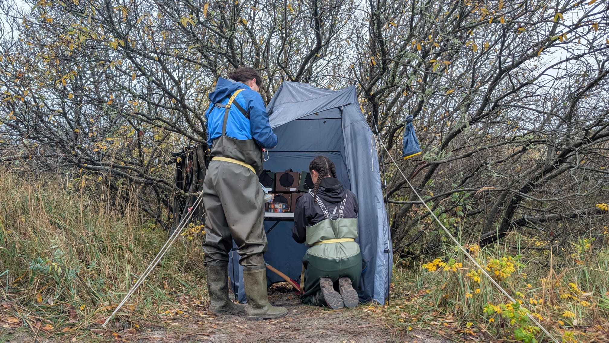 Miles Amira ringingtent 04 11 25