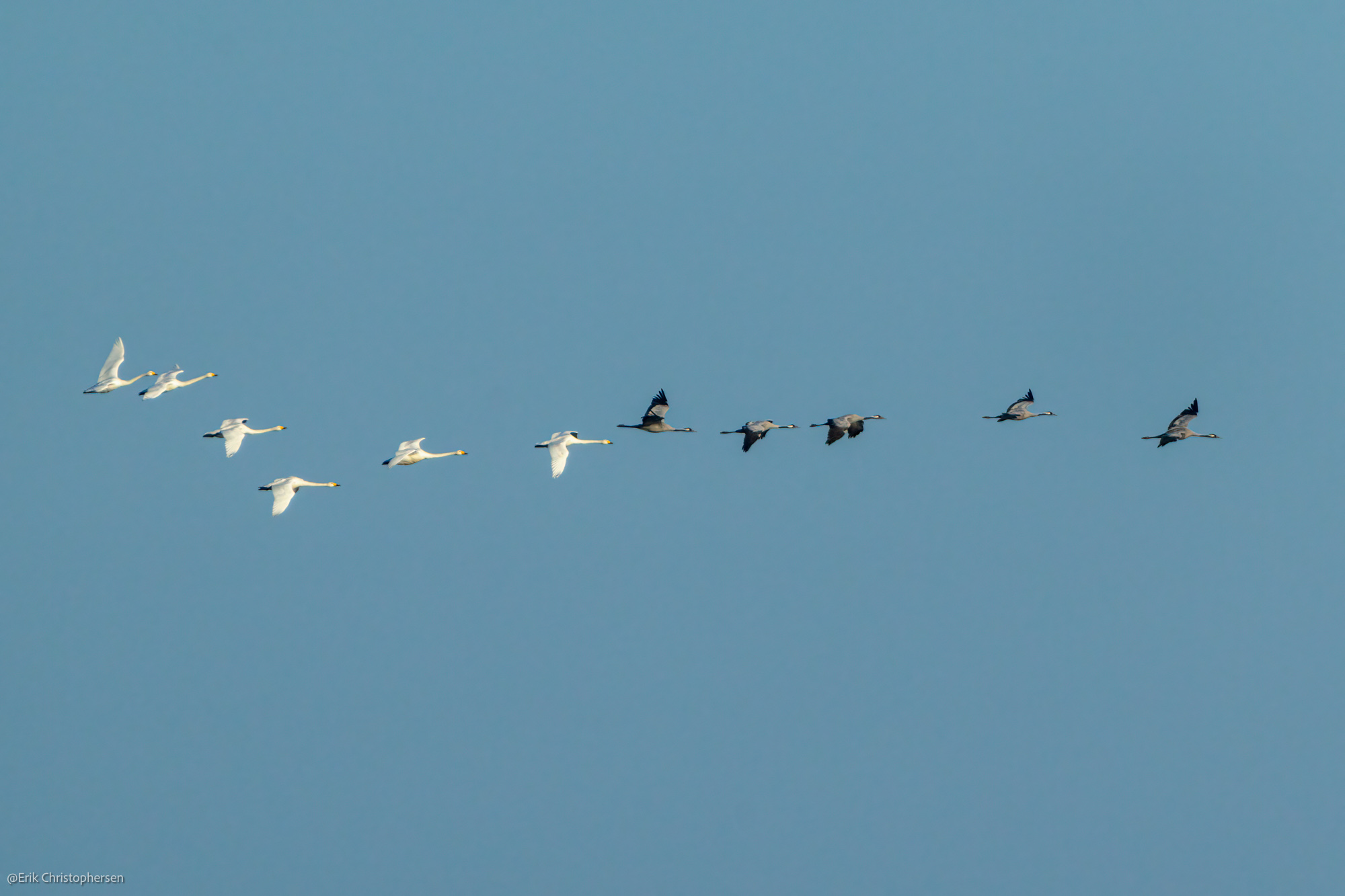 Mixed_Flock_of_sangsvane_and_trane_Erik_Christophersen.jpg