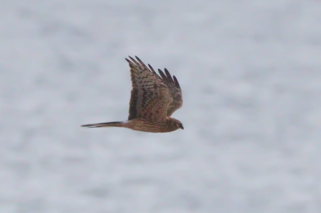 Montagus Harrier