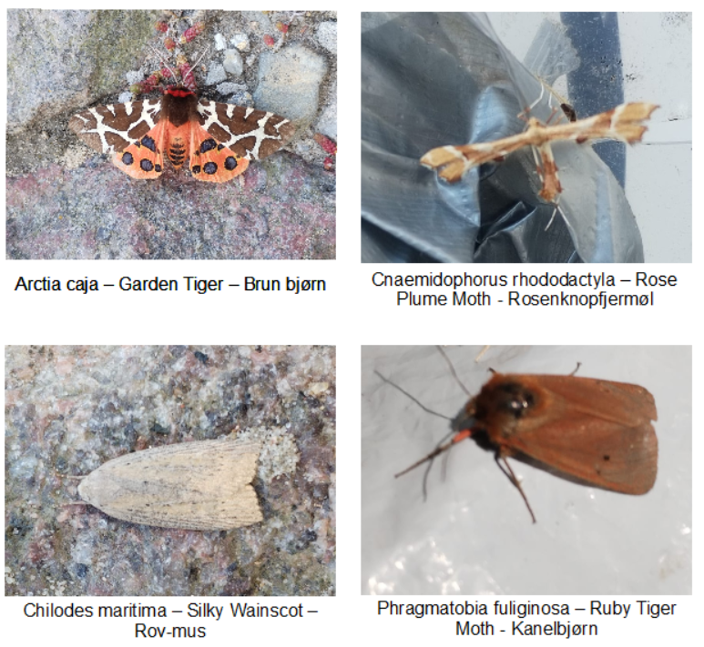 Moth 23