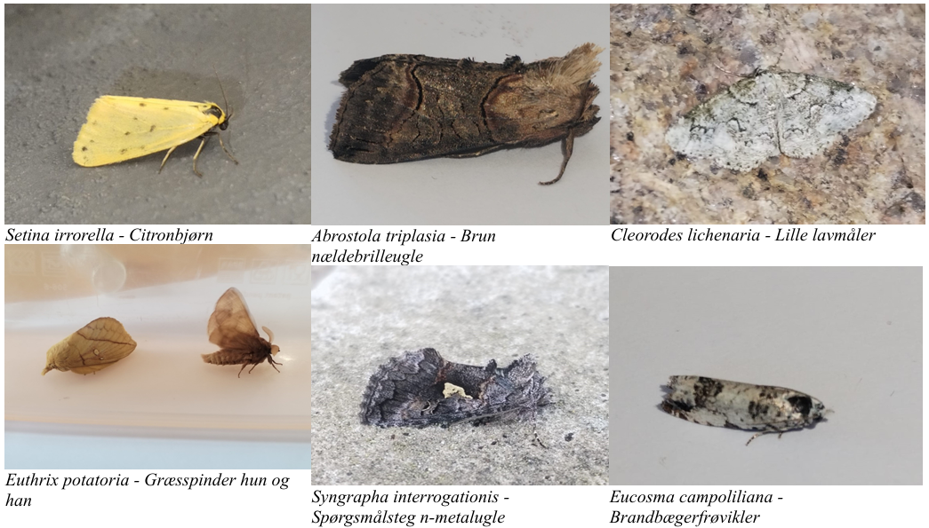 Moth_plate_2.png