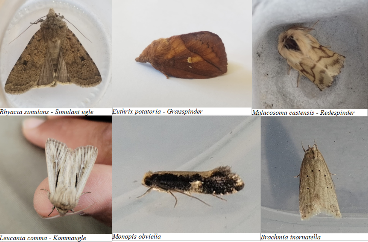 Moth_plate_26.06.25.png
