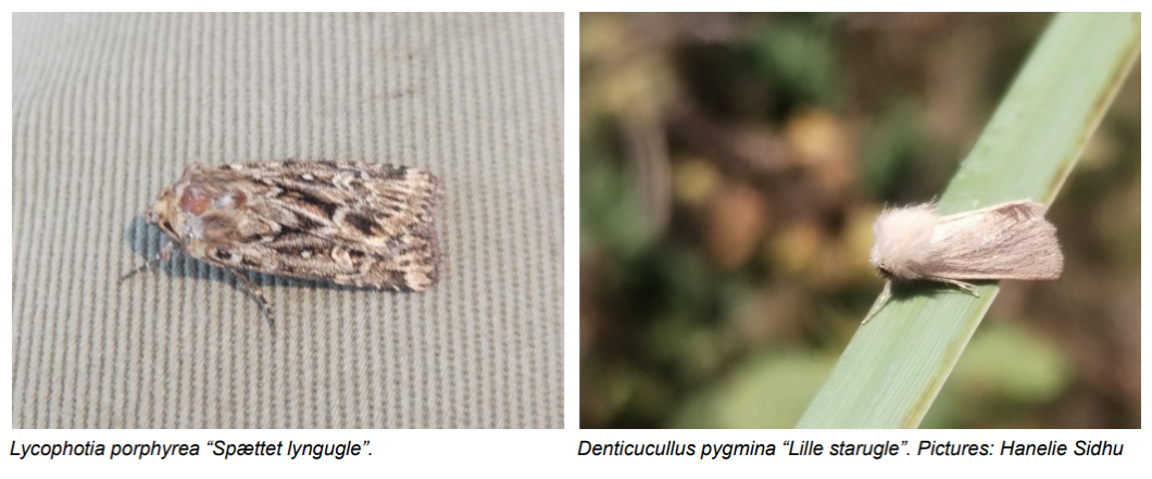 Moths_29.07._new.png