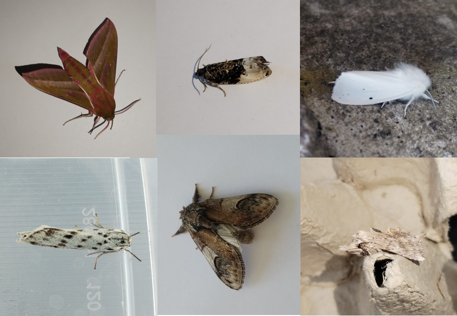 Moths_highlights_new.png