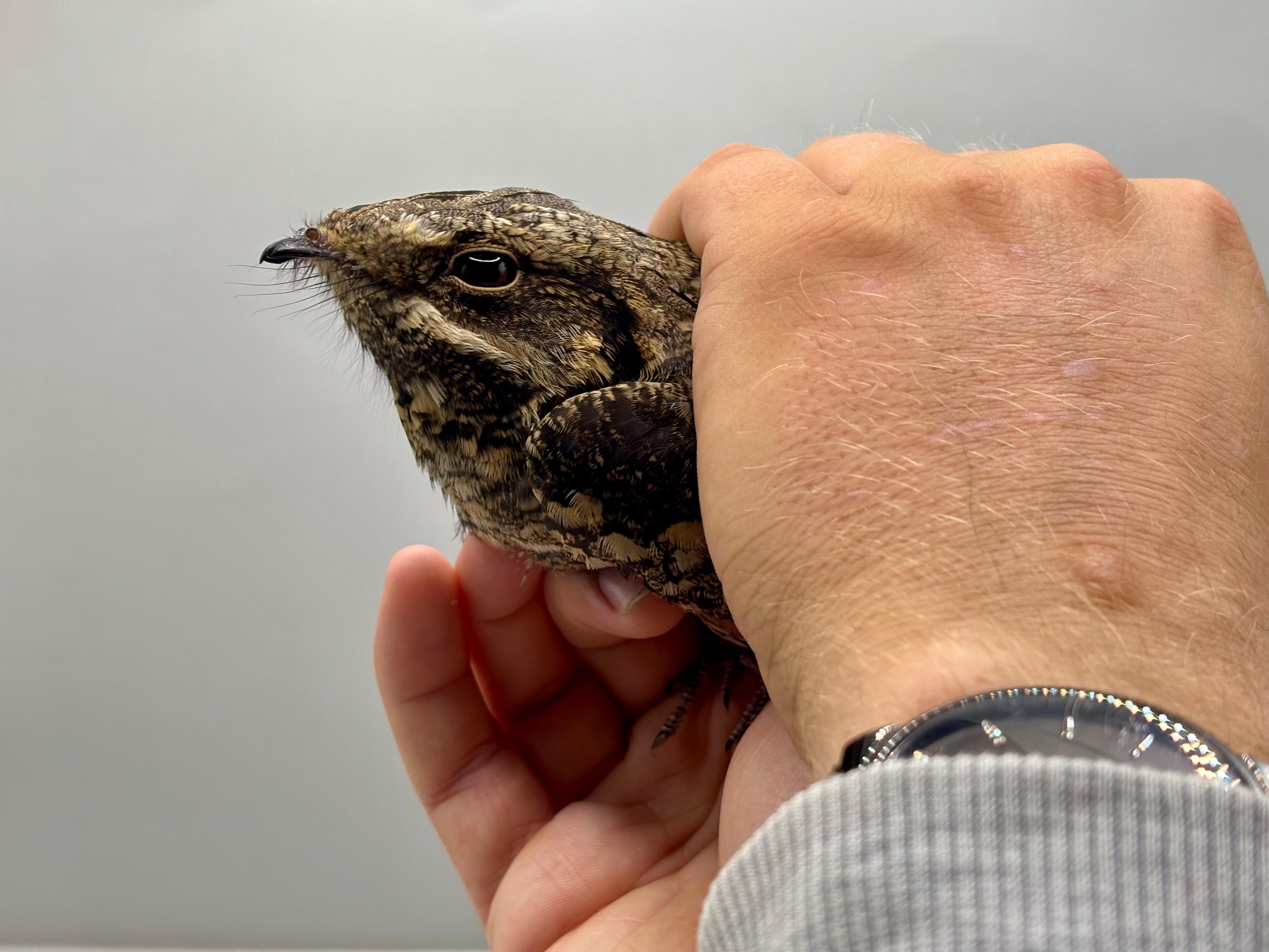 Nightjar-20260814.jpg