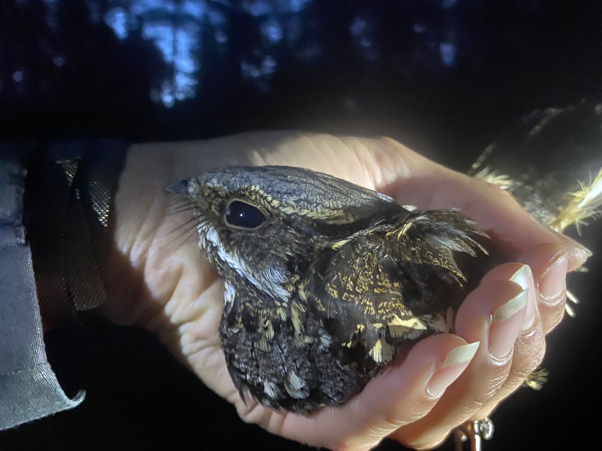 Nightjar2