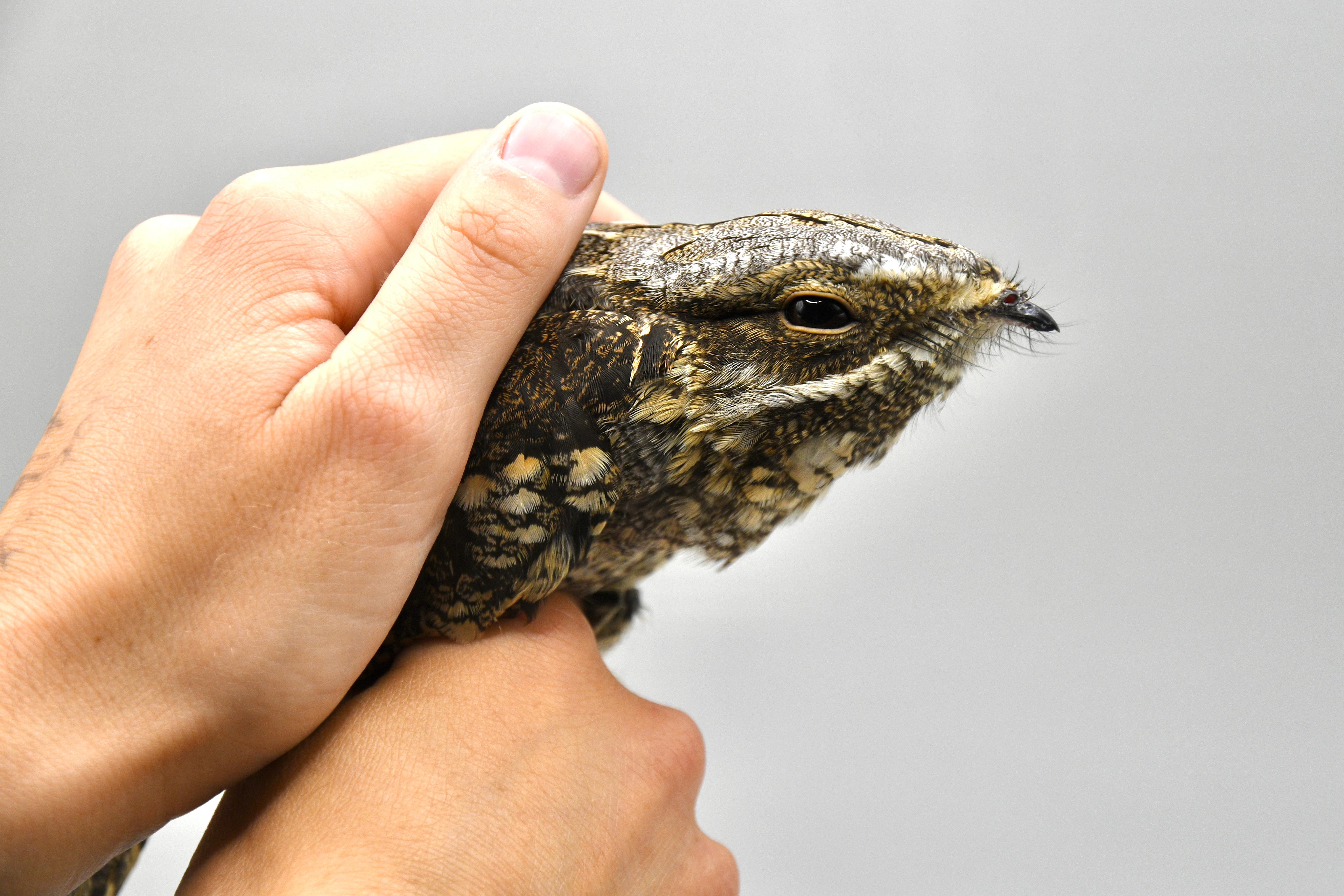 Nightjar 1