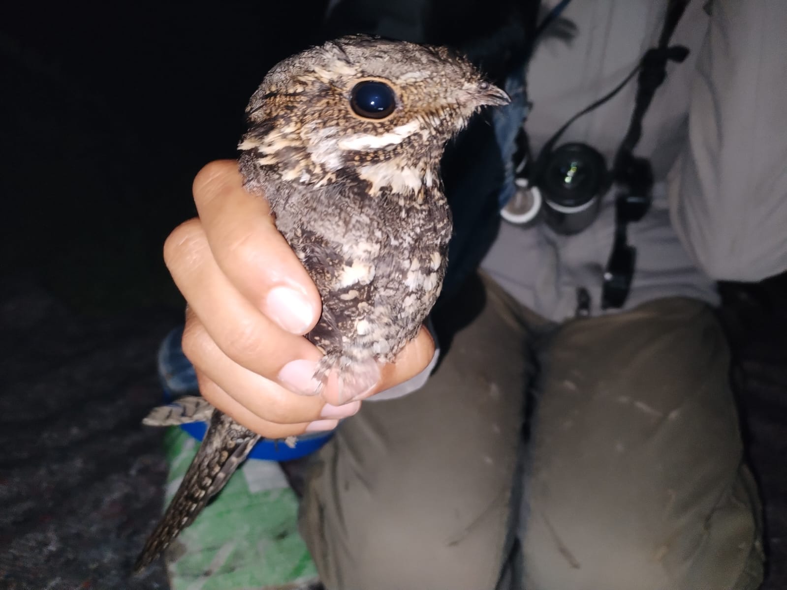 Nightjar_profile.jpeg