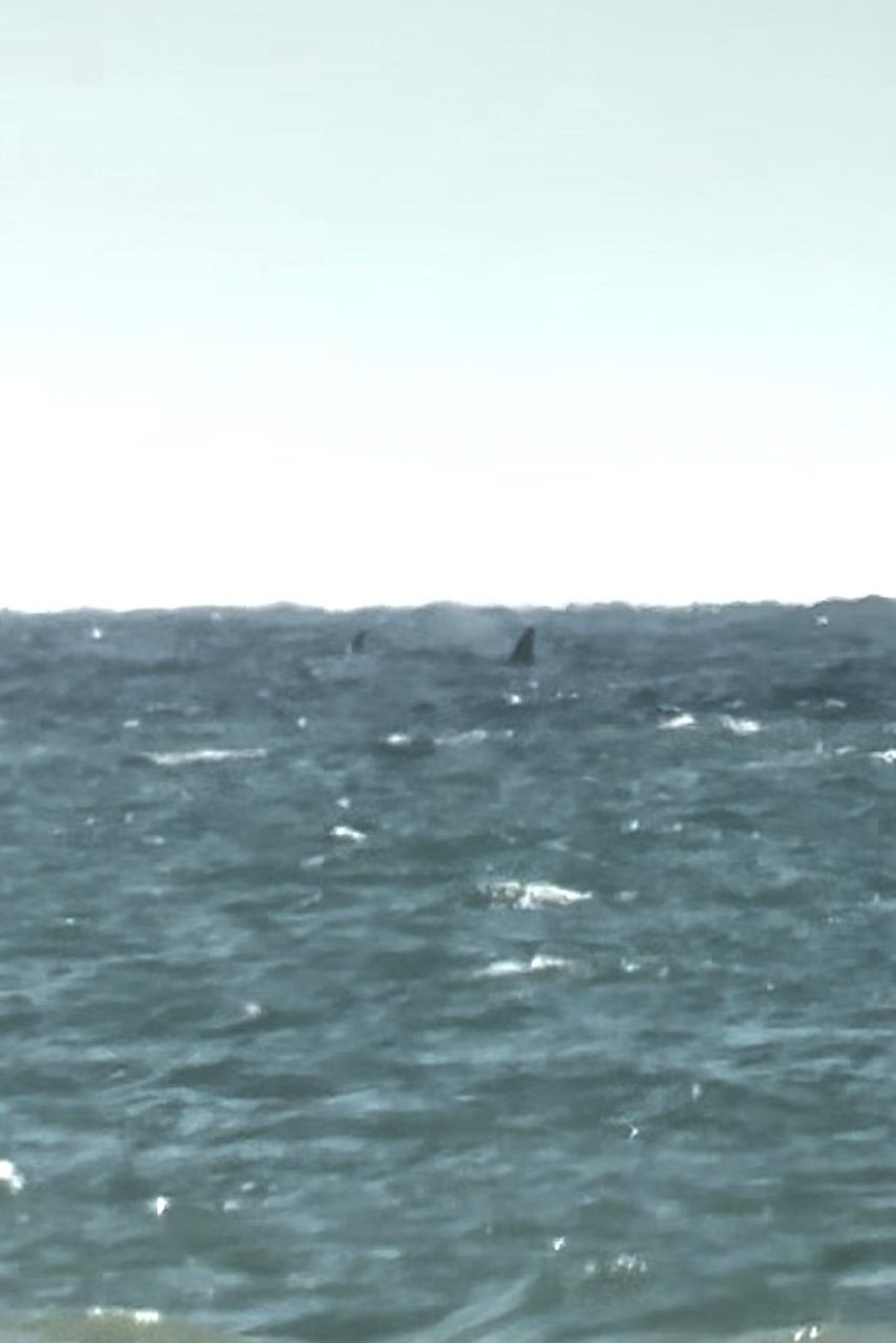 Orcas_SK_small.jpg