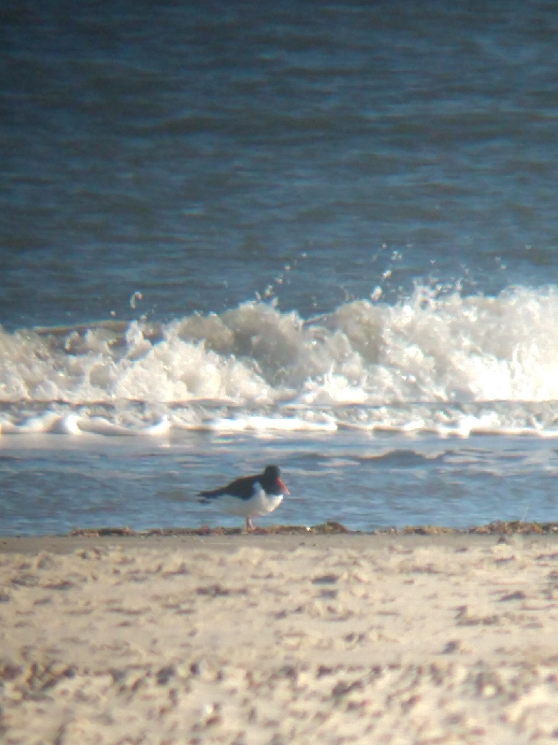 Oystercatcher.jpg