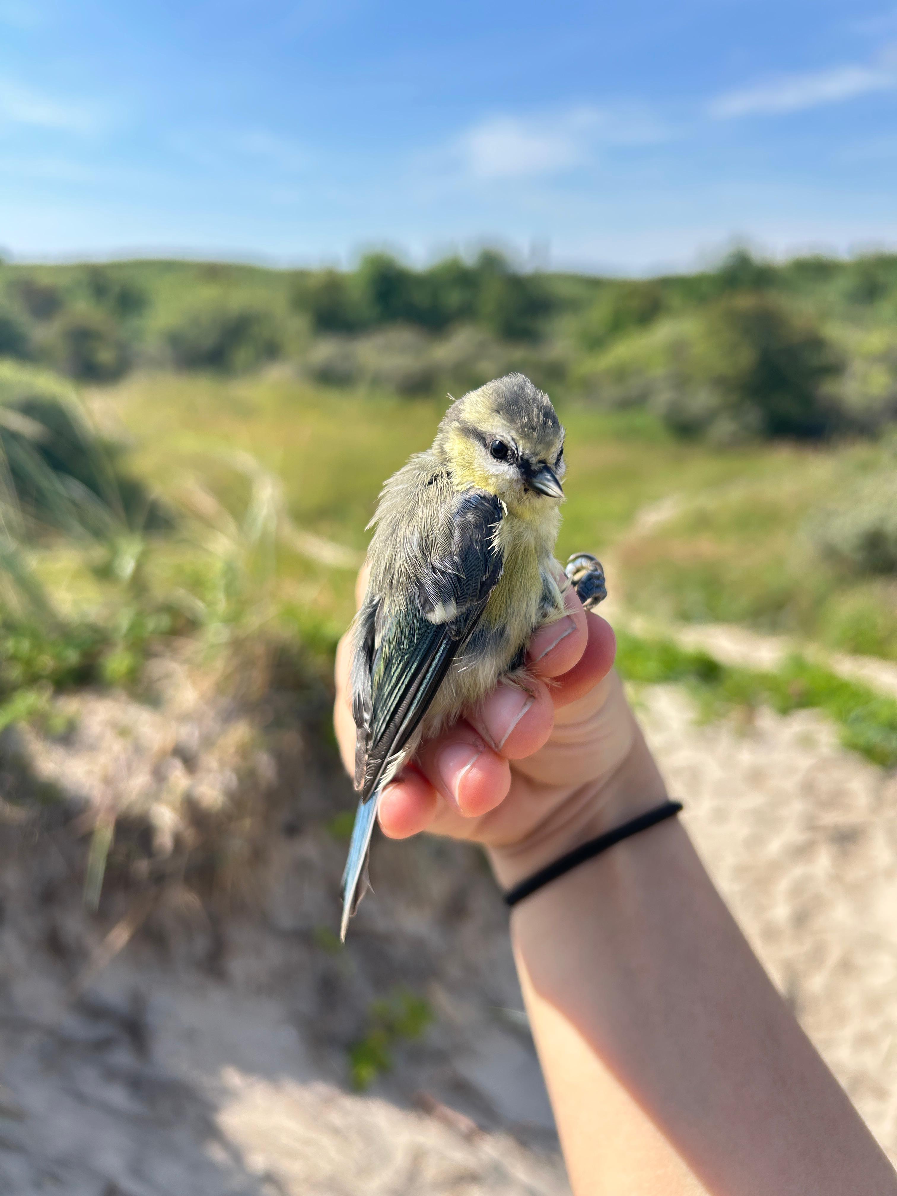 PN.blue.tit.09-07-2025.jpeg