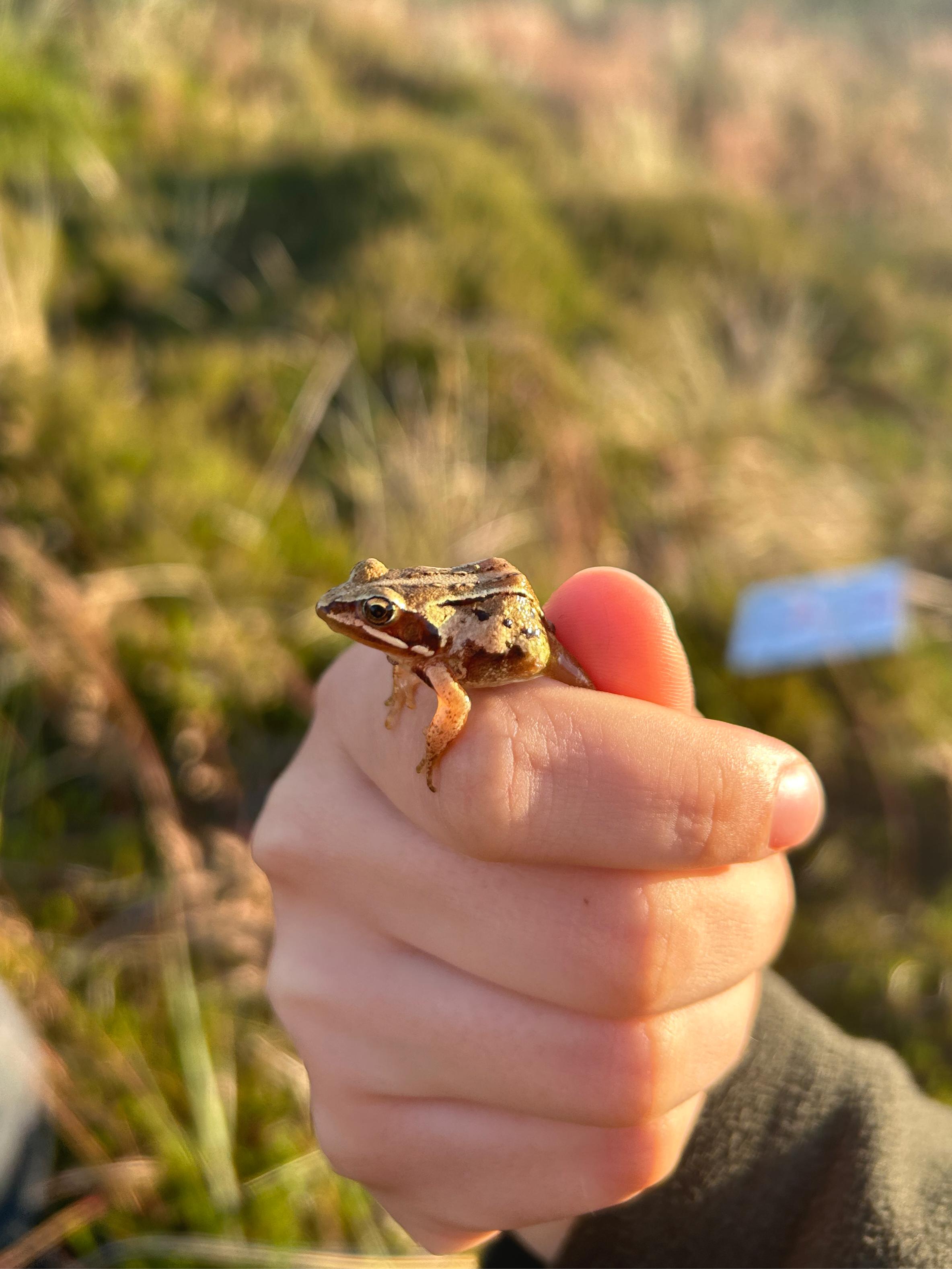 PN.moorfrog.09-07-2025.jpeg