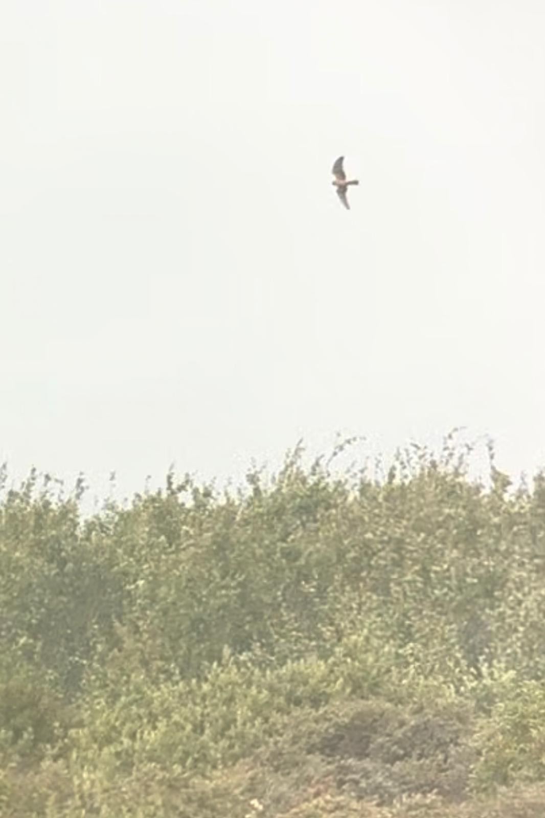 PallidHarrier-20260828.jpg