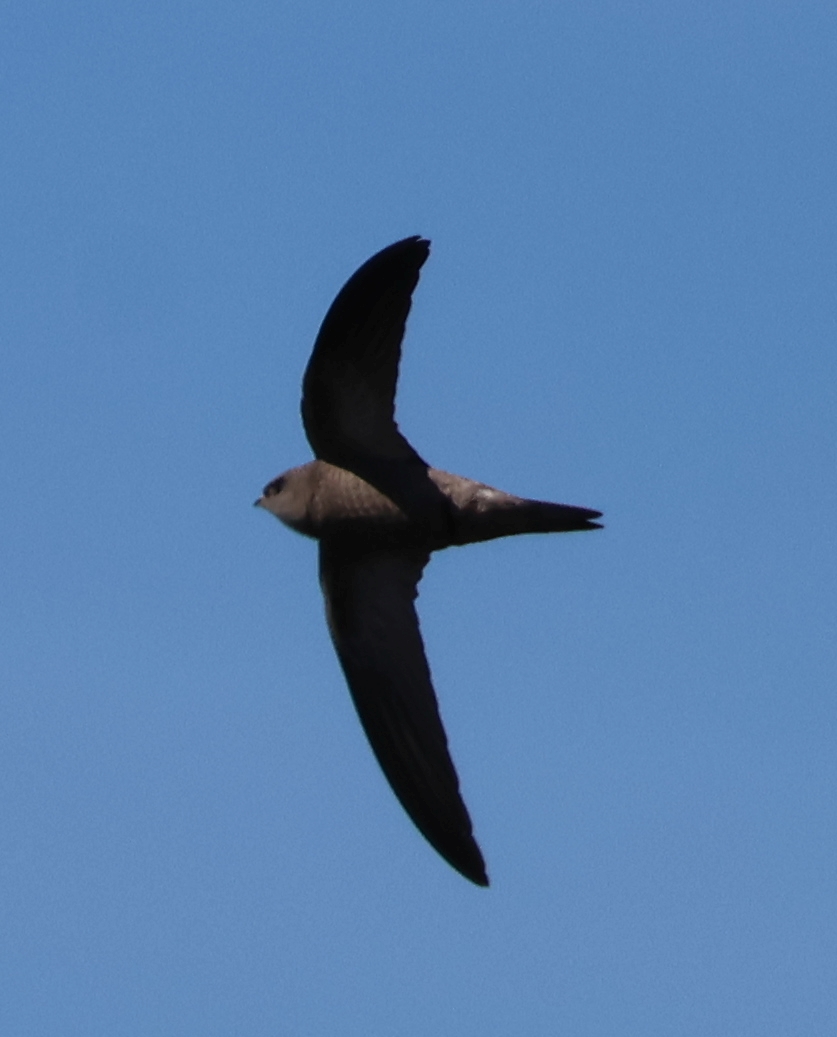 Pallid Swift 13 05 24 Simon Gillings