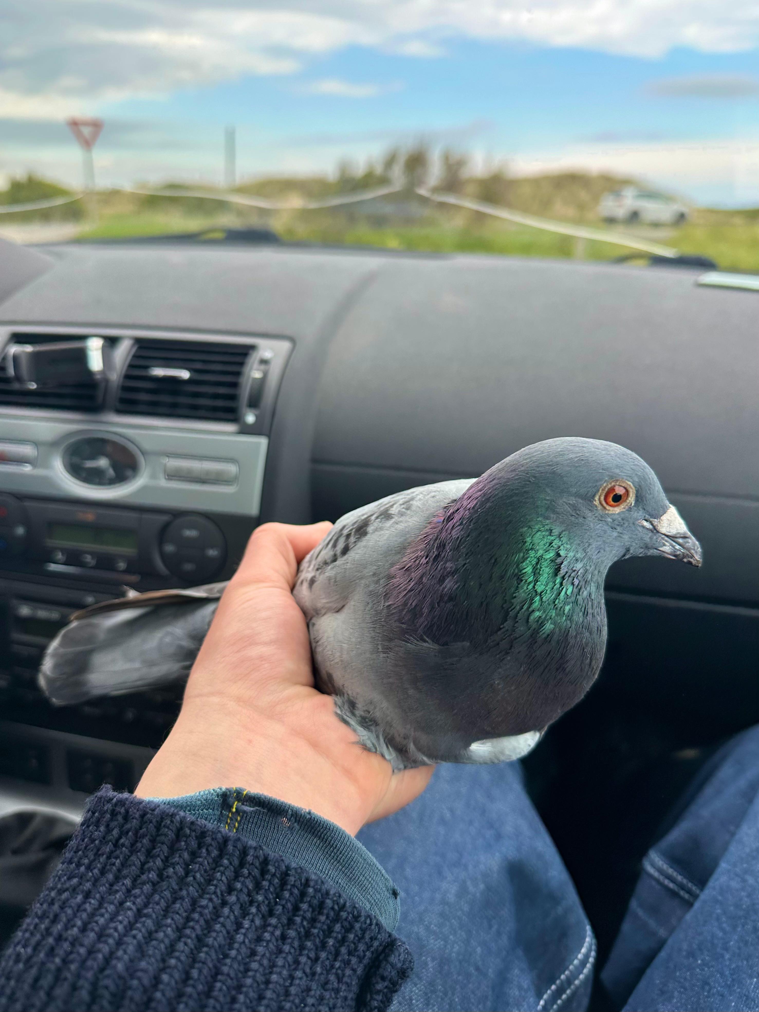 Pigeon in the car