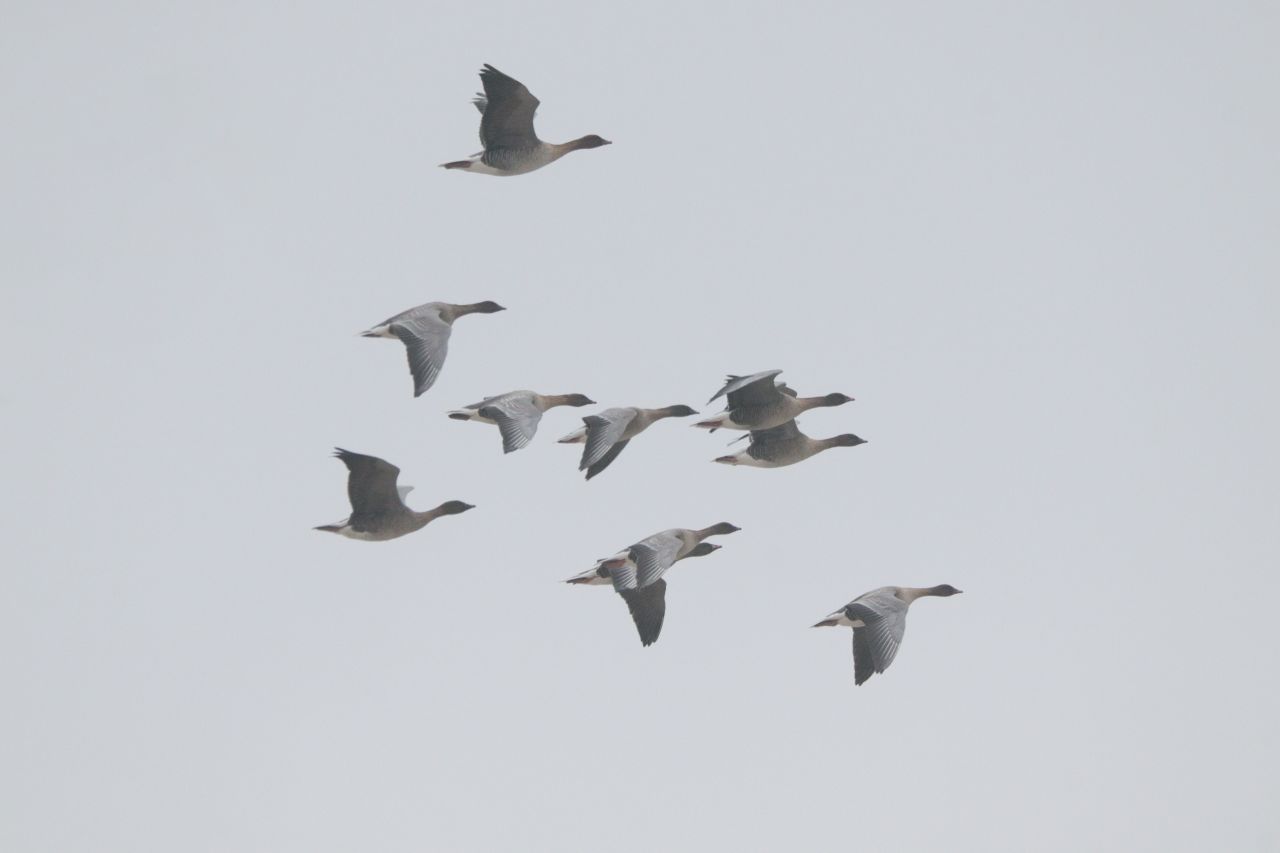 Pinkfooted Geese 2026 03 24