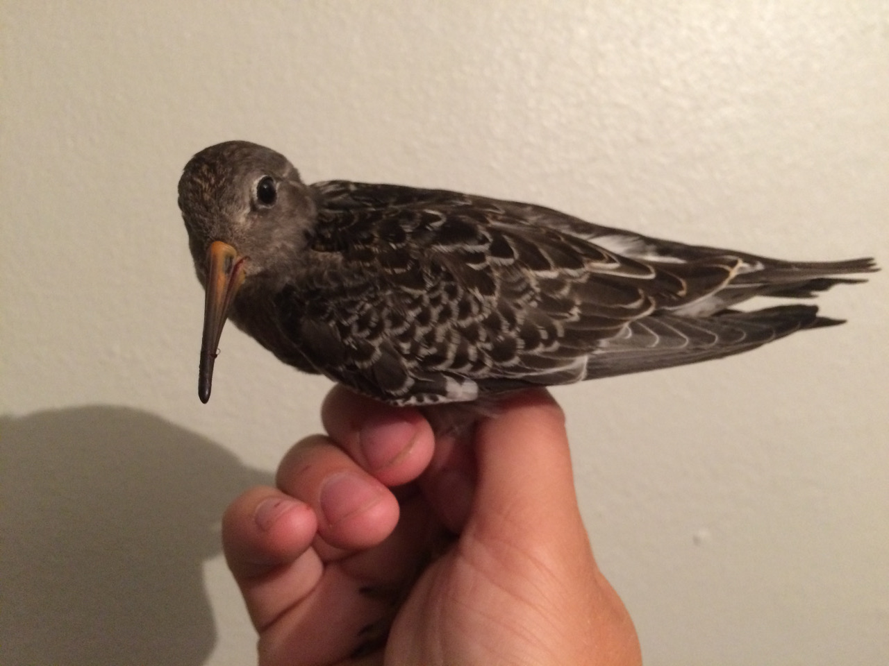 Purple Sandpiper