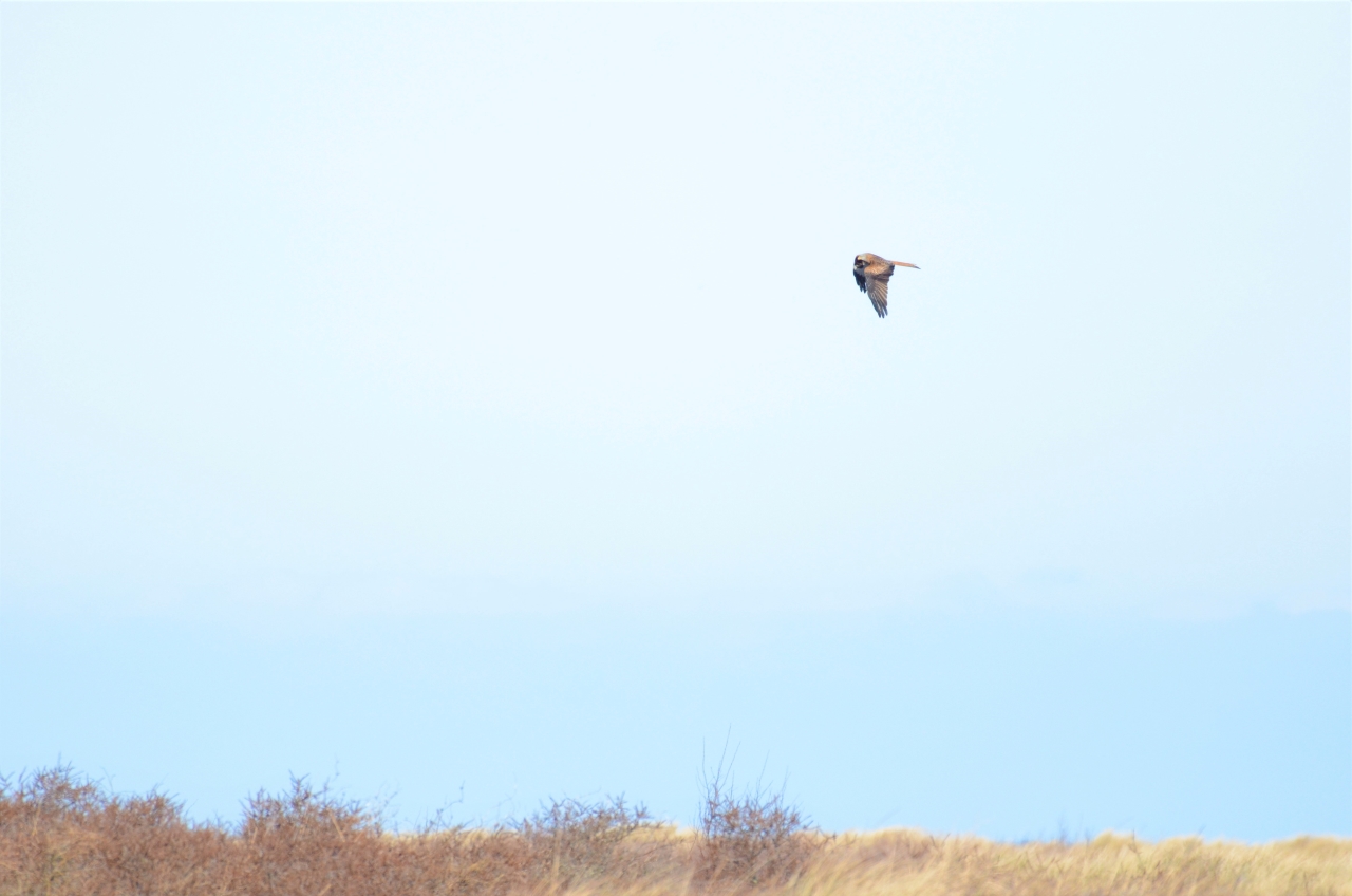 RED KITE