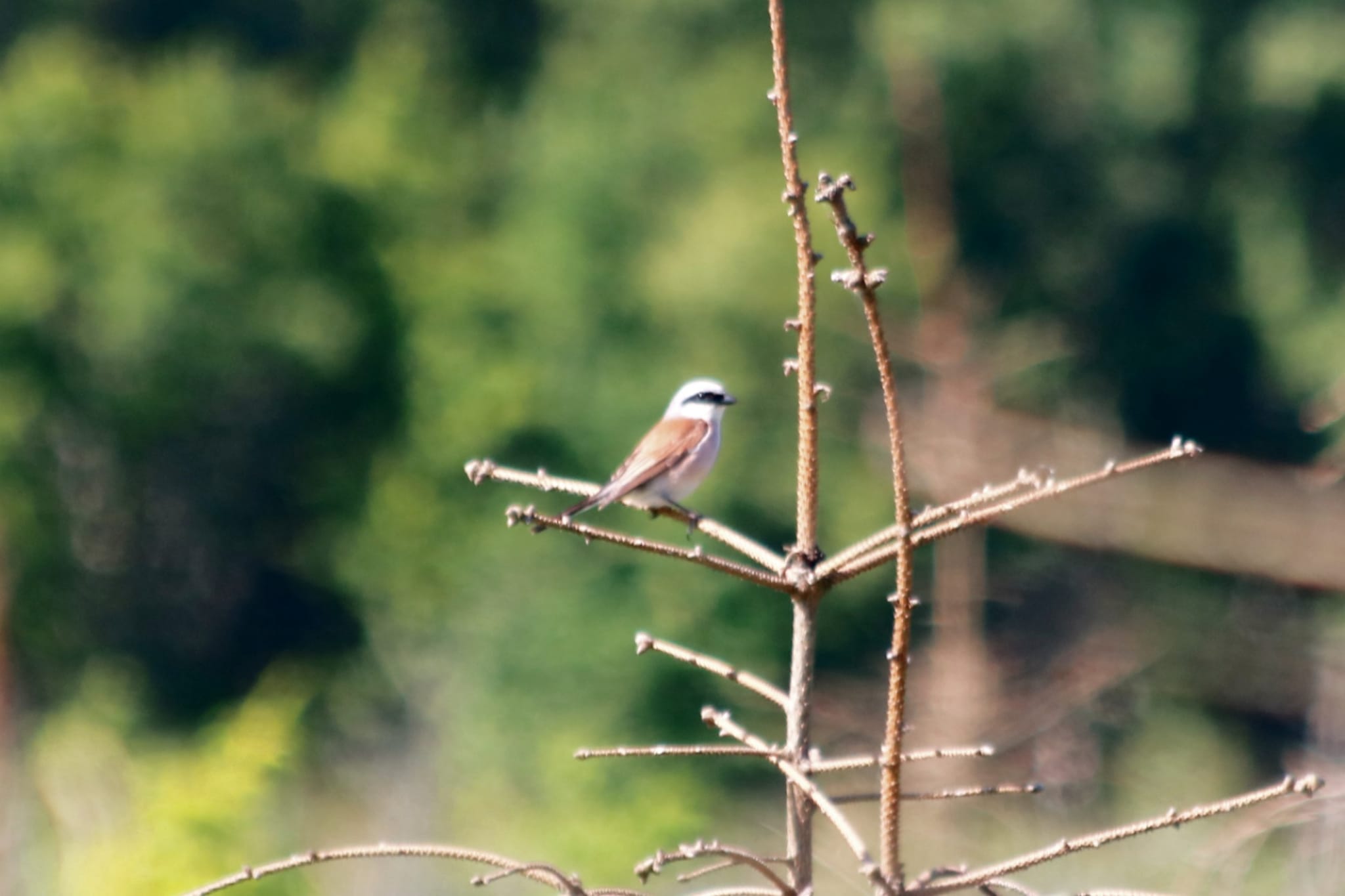 Red backed shrike