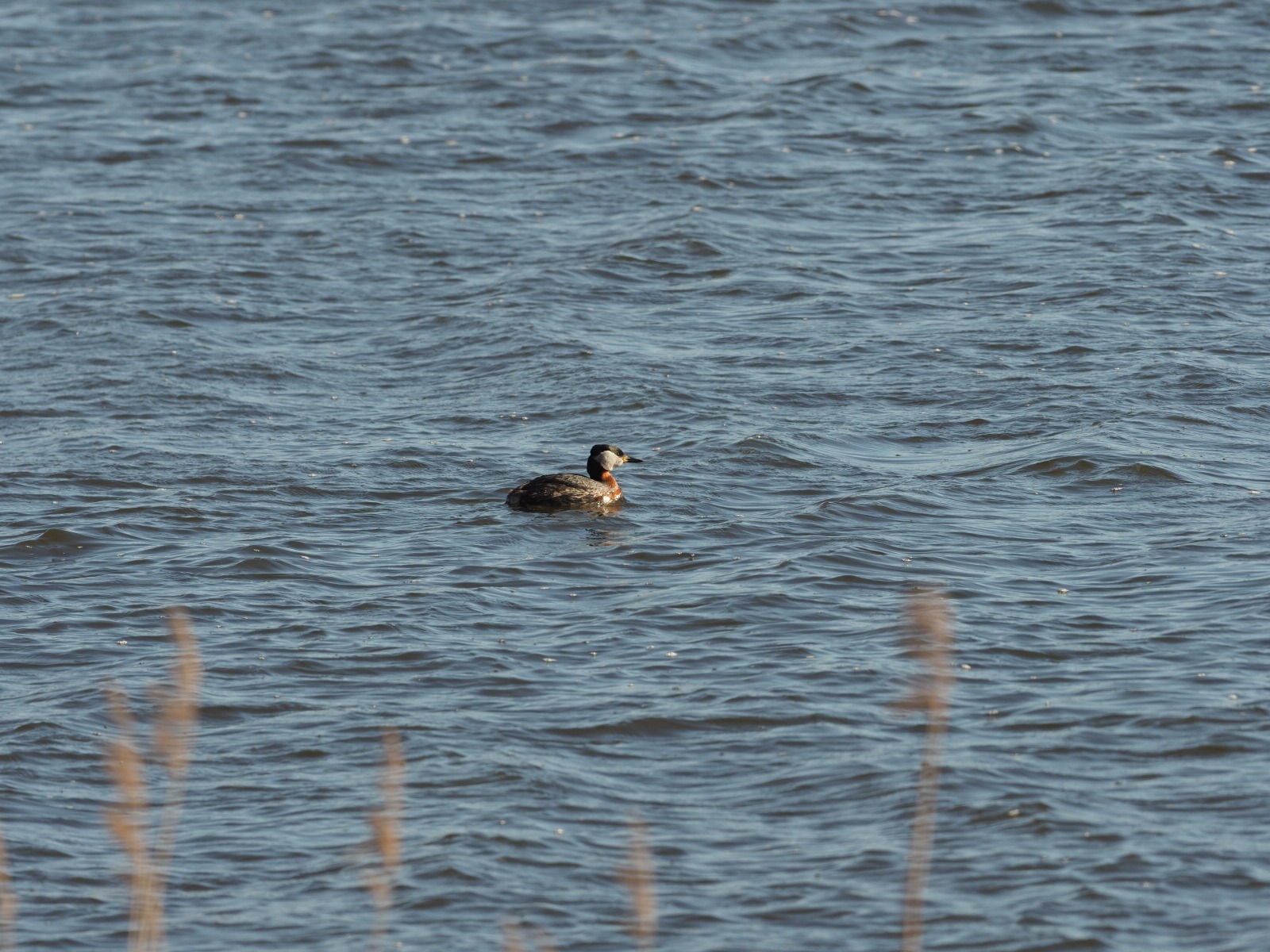 Red_necked_Grebe_1104.jpg