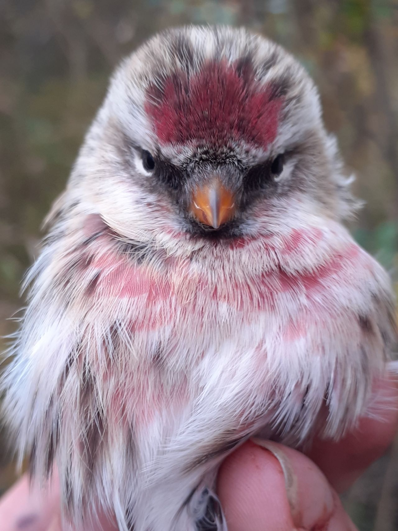 Redpoll