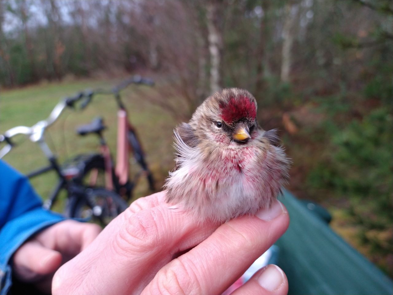 Redpoll_2023_res.jpg