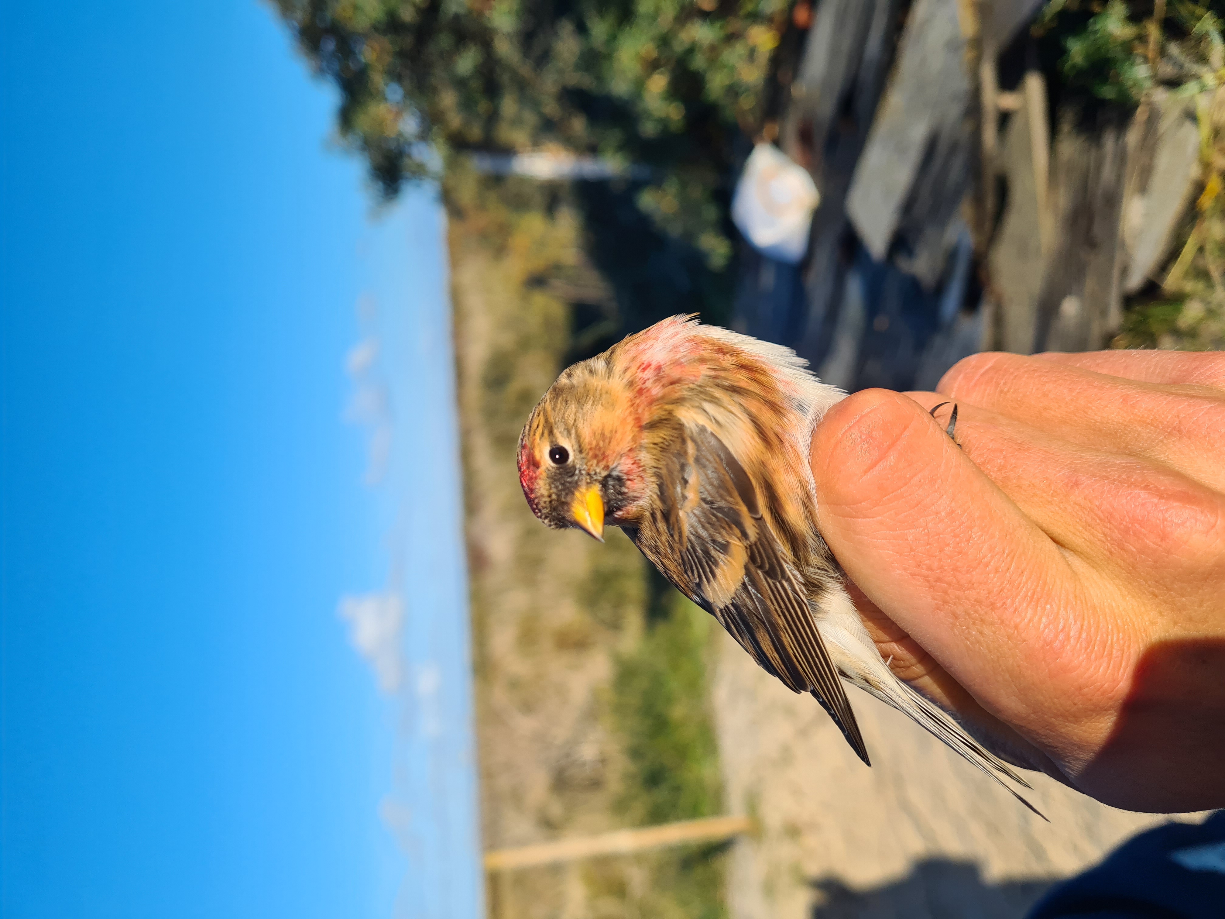Redpoll_20261023.jpg