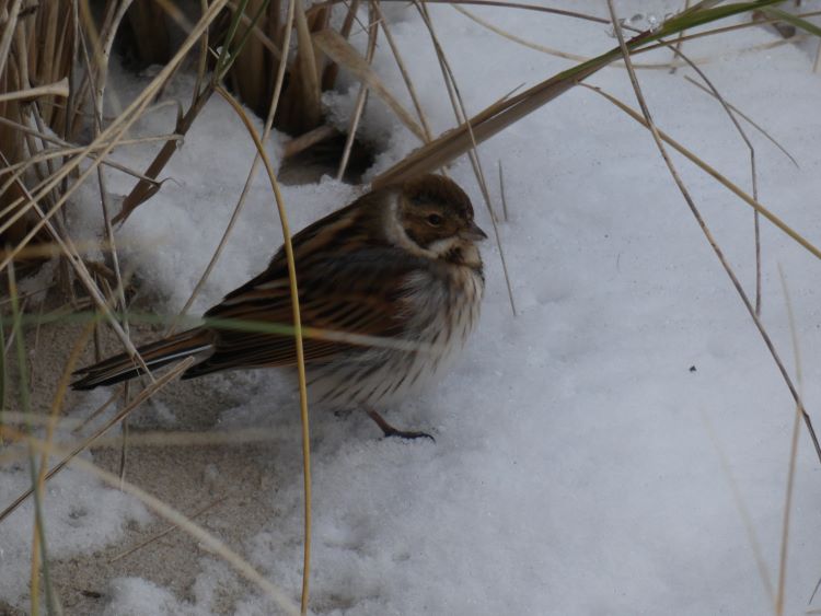 ReedBunting_RØrspurv_Grenen_TW_09012026_1.JPG