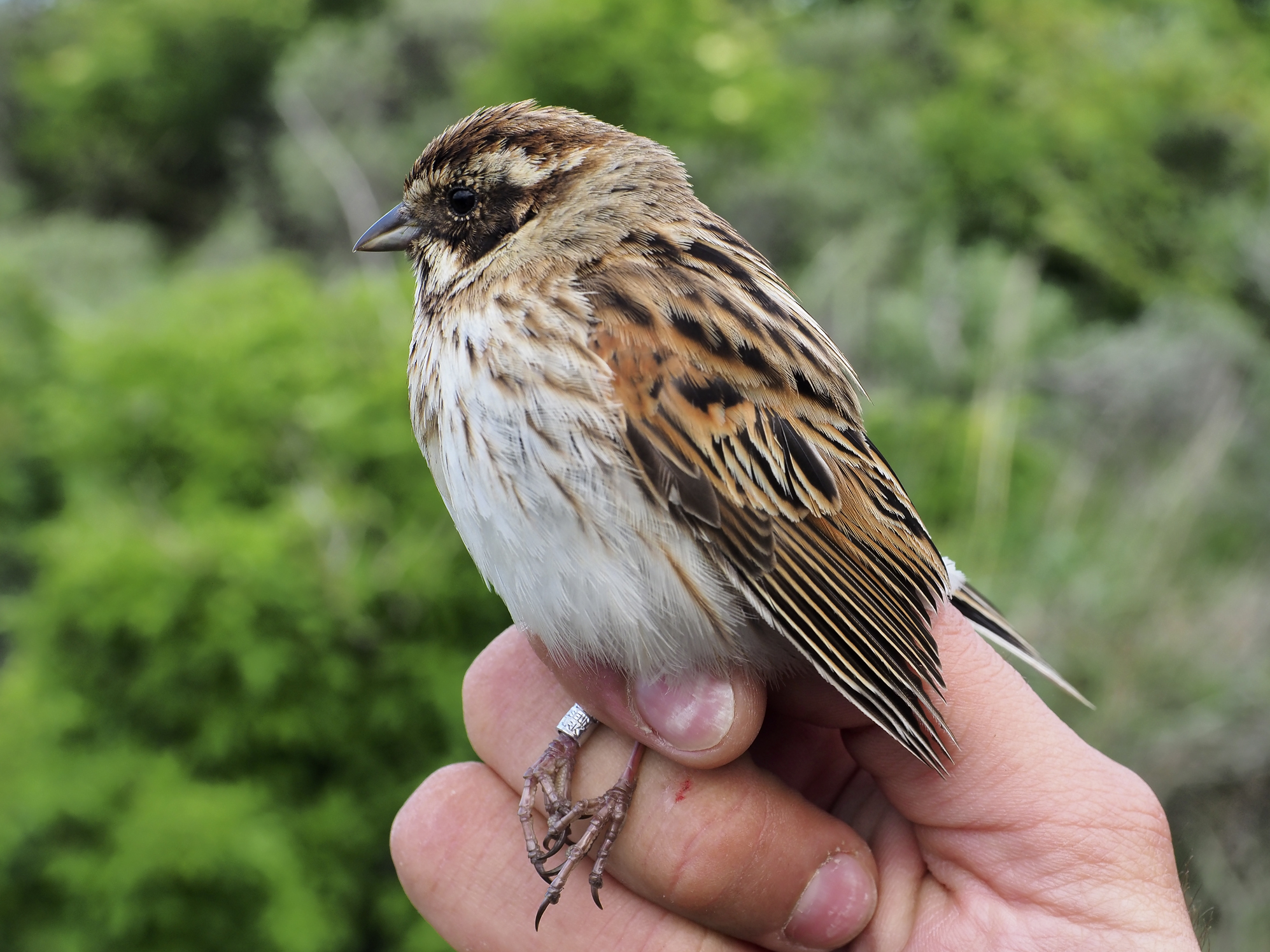 Reed Bunting