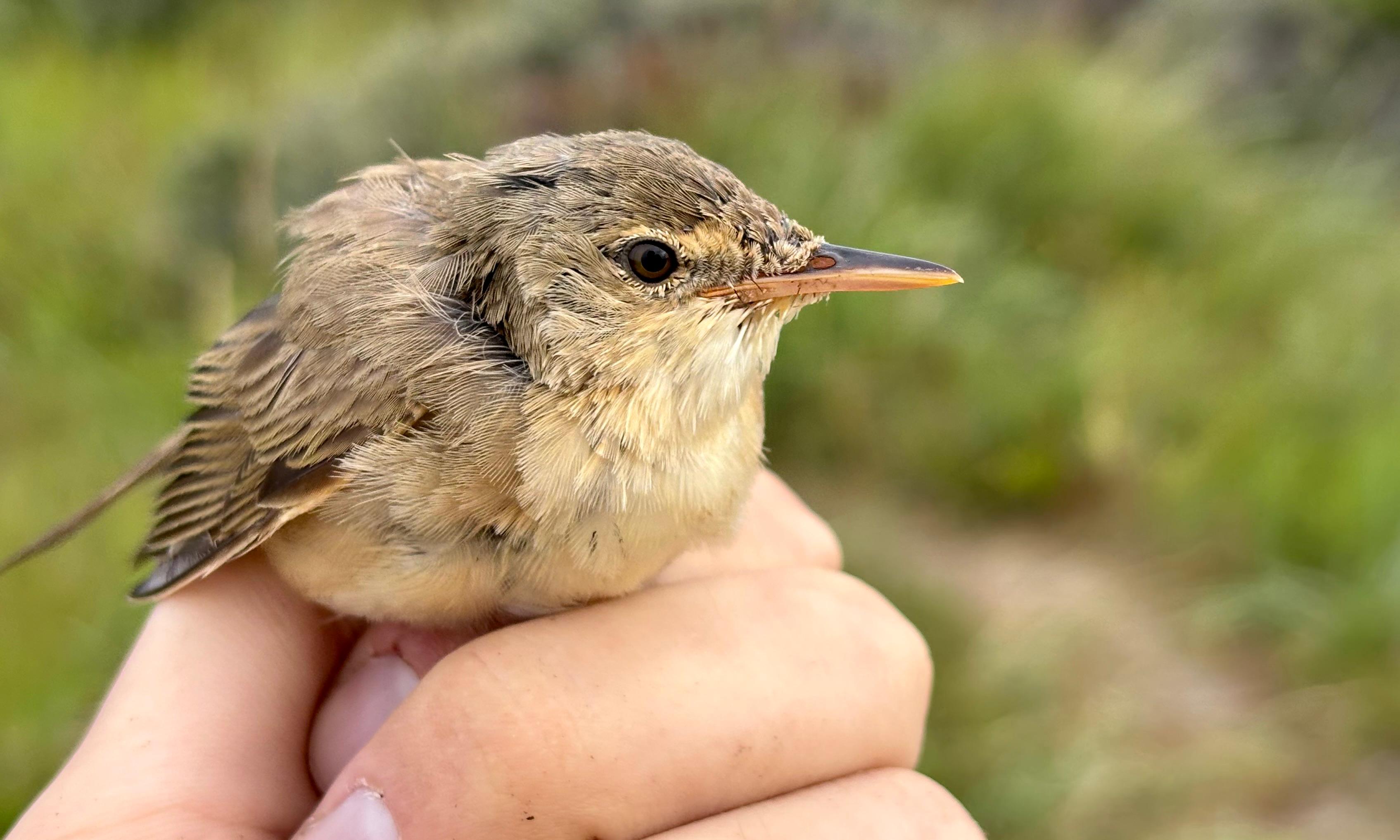 Reed_Warbler-20260729.jpg